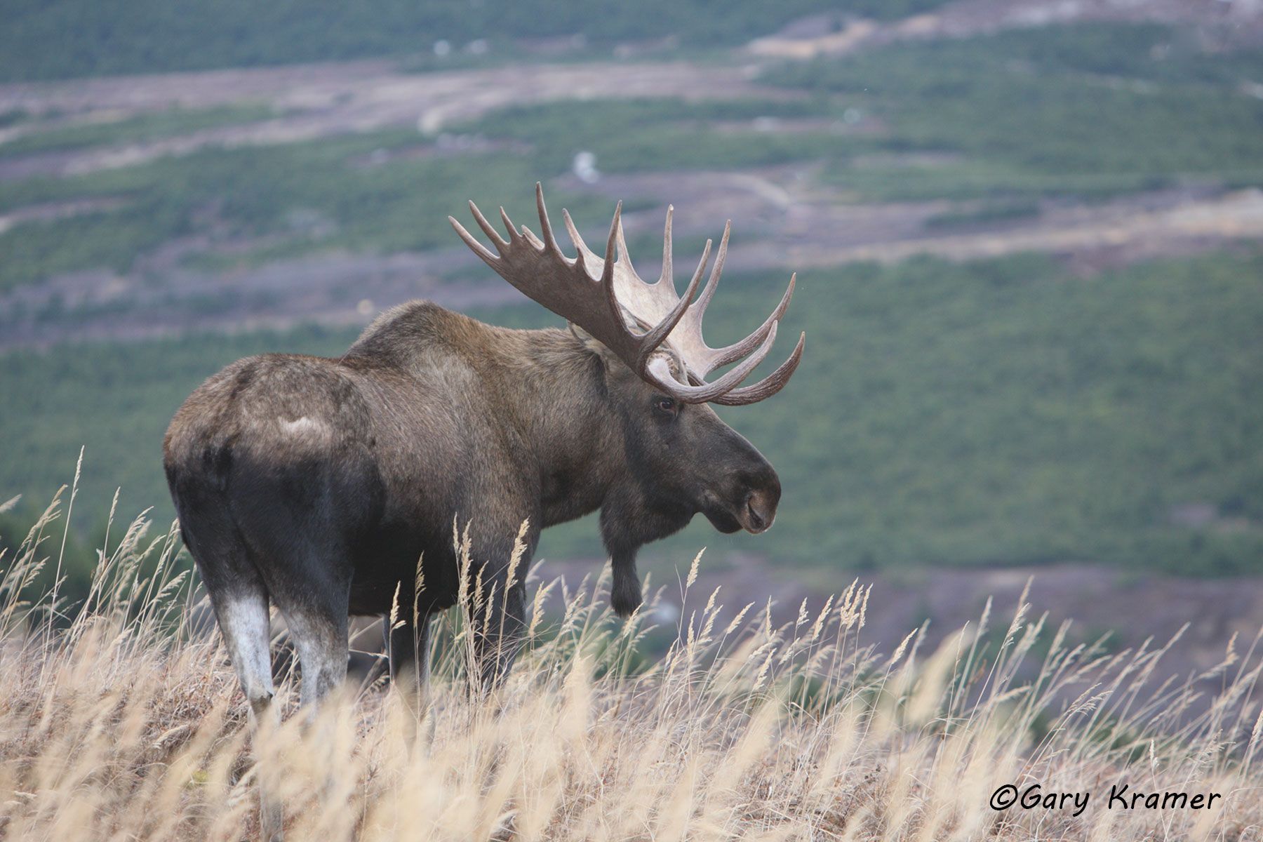 Moose (Alces alces) by GaryKramer.net, 530-934-3873, gkramer@cwo.com Moose (Alces alces) - NMM#319d