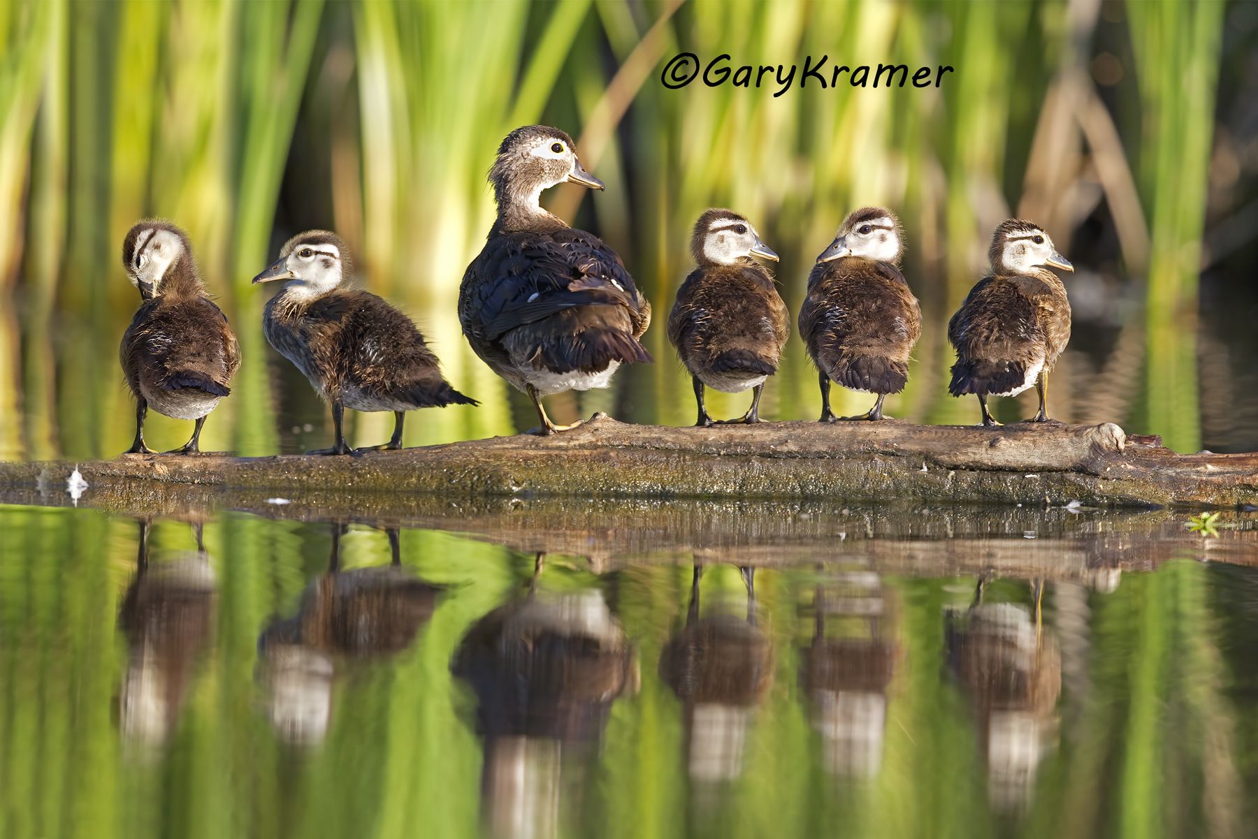Wood Duck (Aix sponsa) - NBWWd#1084d(2)