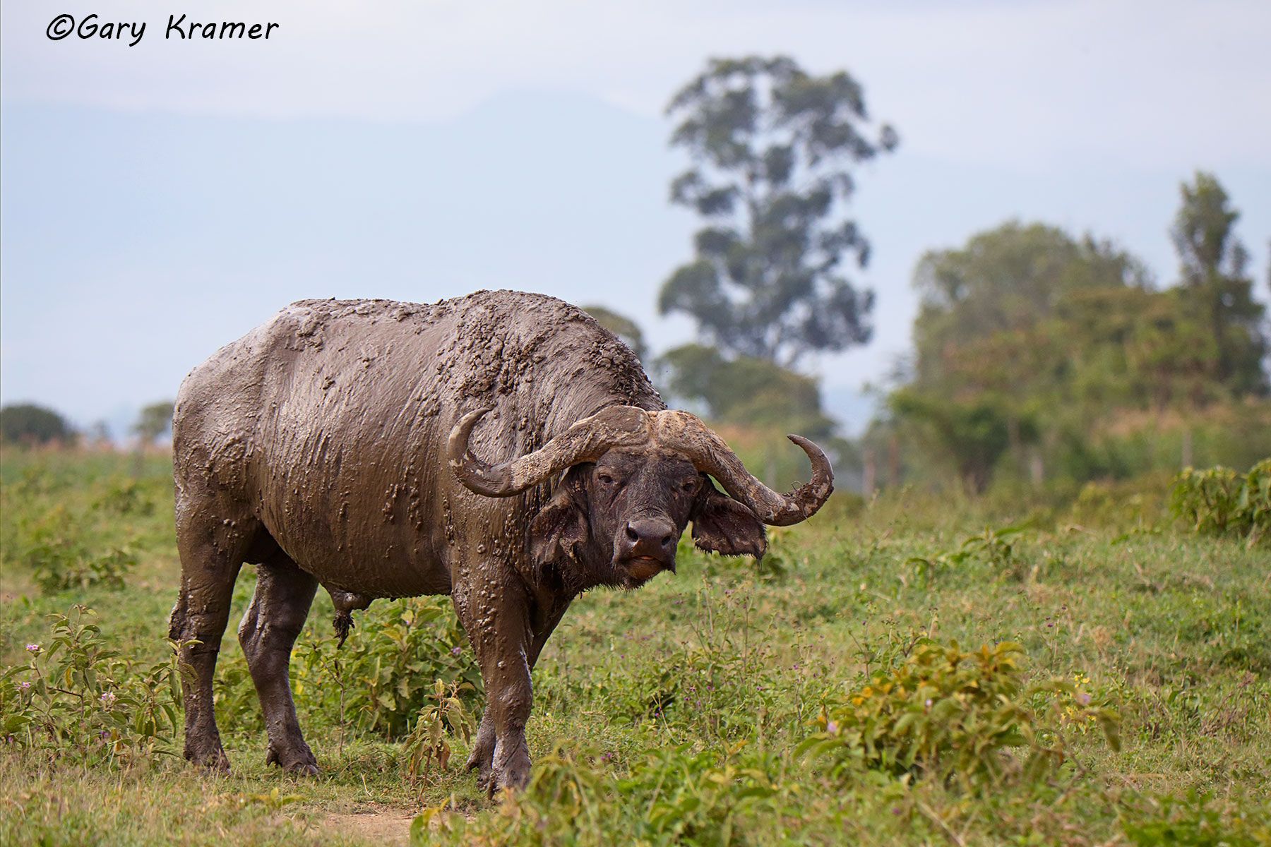 Cape Buffalo (Syncerus caffer) Cape Buffalo (Syncerus caffer) - AMB#1670d