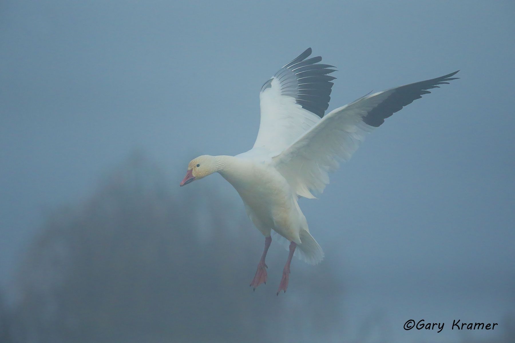 Lesser Snow Goose (Anser caerulescens) - NBWSg#2020d