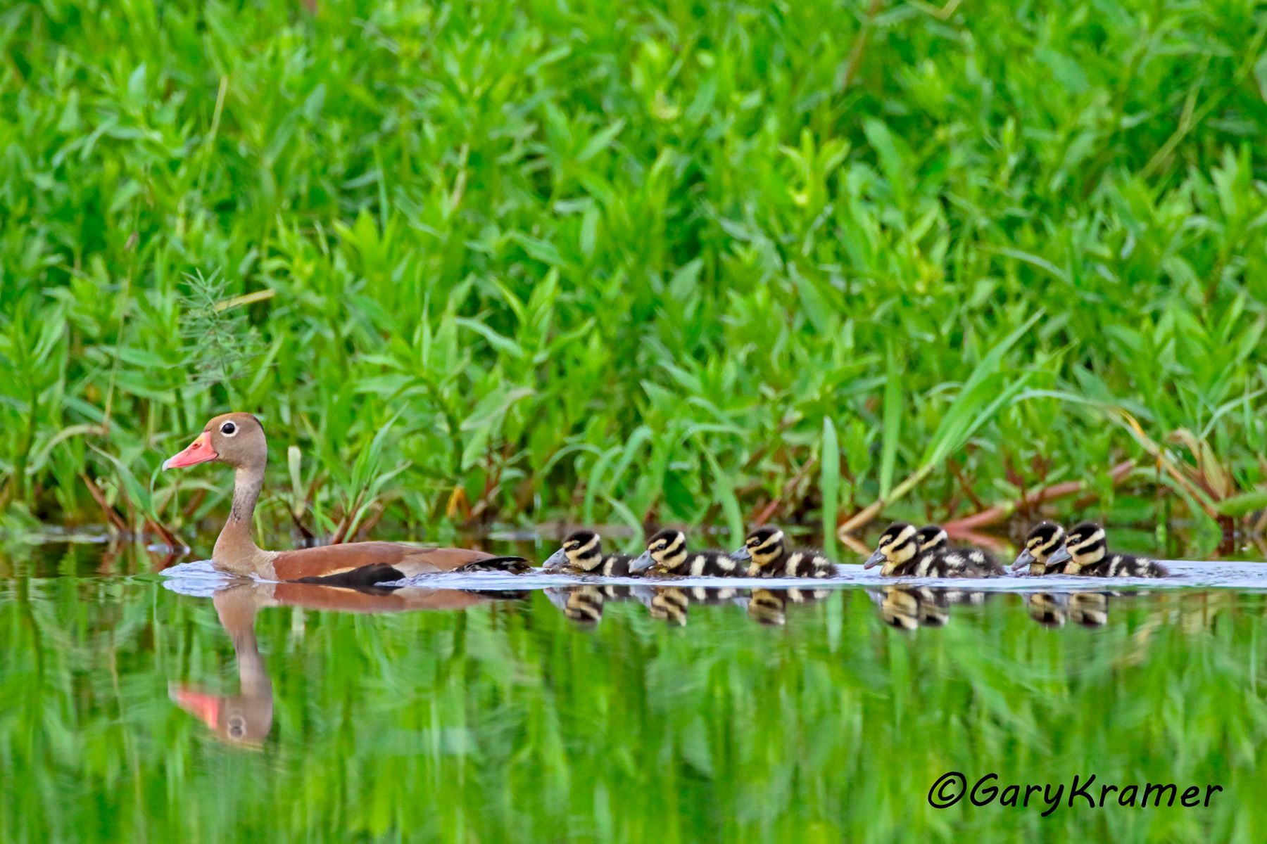 Black-bellied Whistling Duck (Dendrocygna autumnalis) - NBWBbw#828d