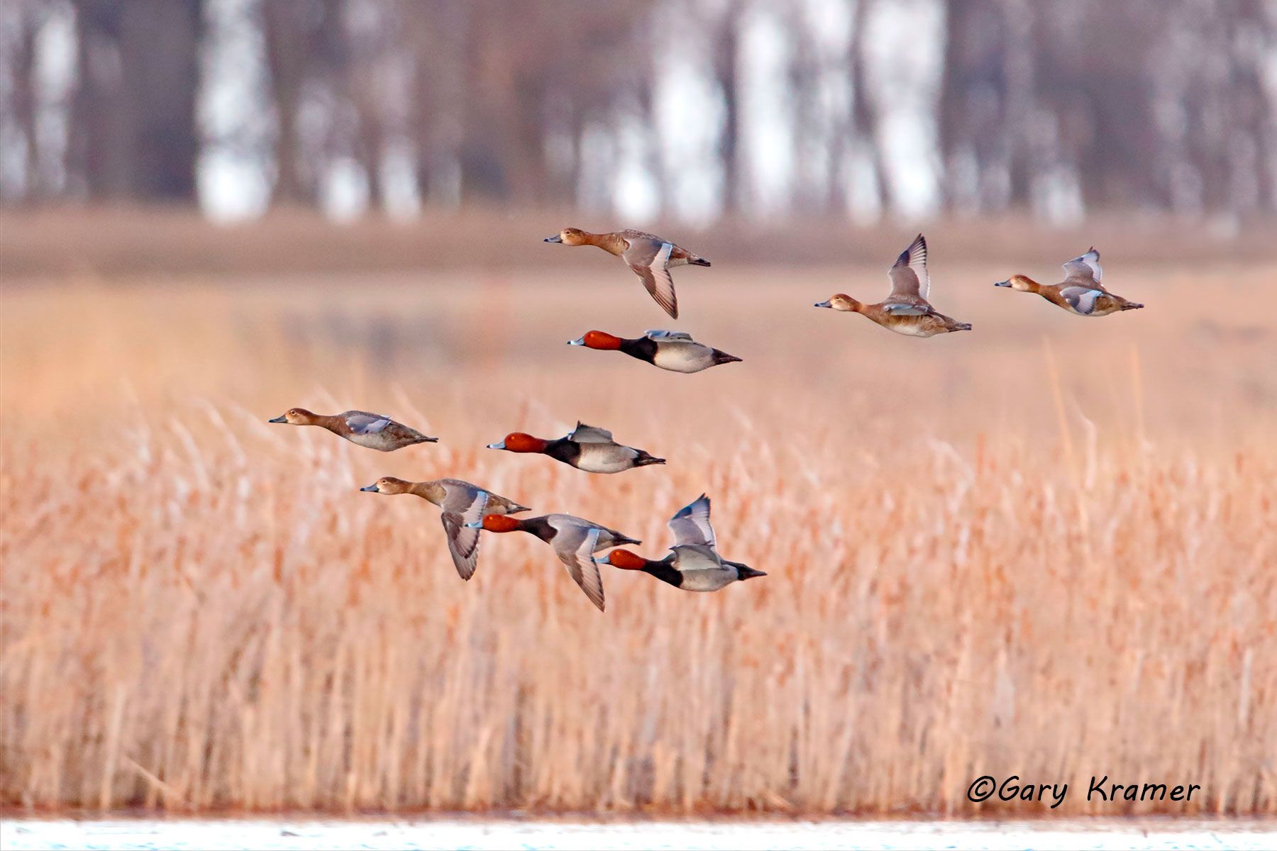 Redhead (Aythya americana) Redhead (Aythya americana) - NBWR#1330d