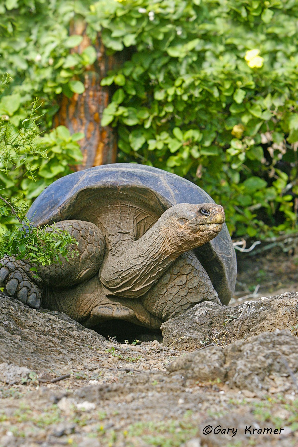 Giant Tortoise (Galapagos) (Geochelone elephantopus)  - SRTgl#033d.jpg