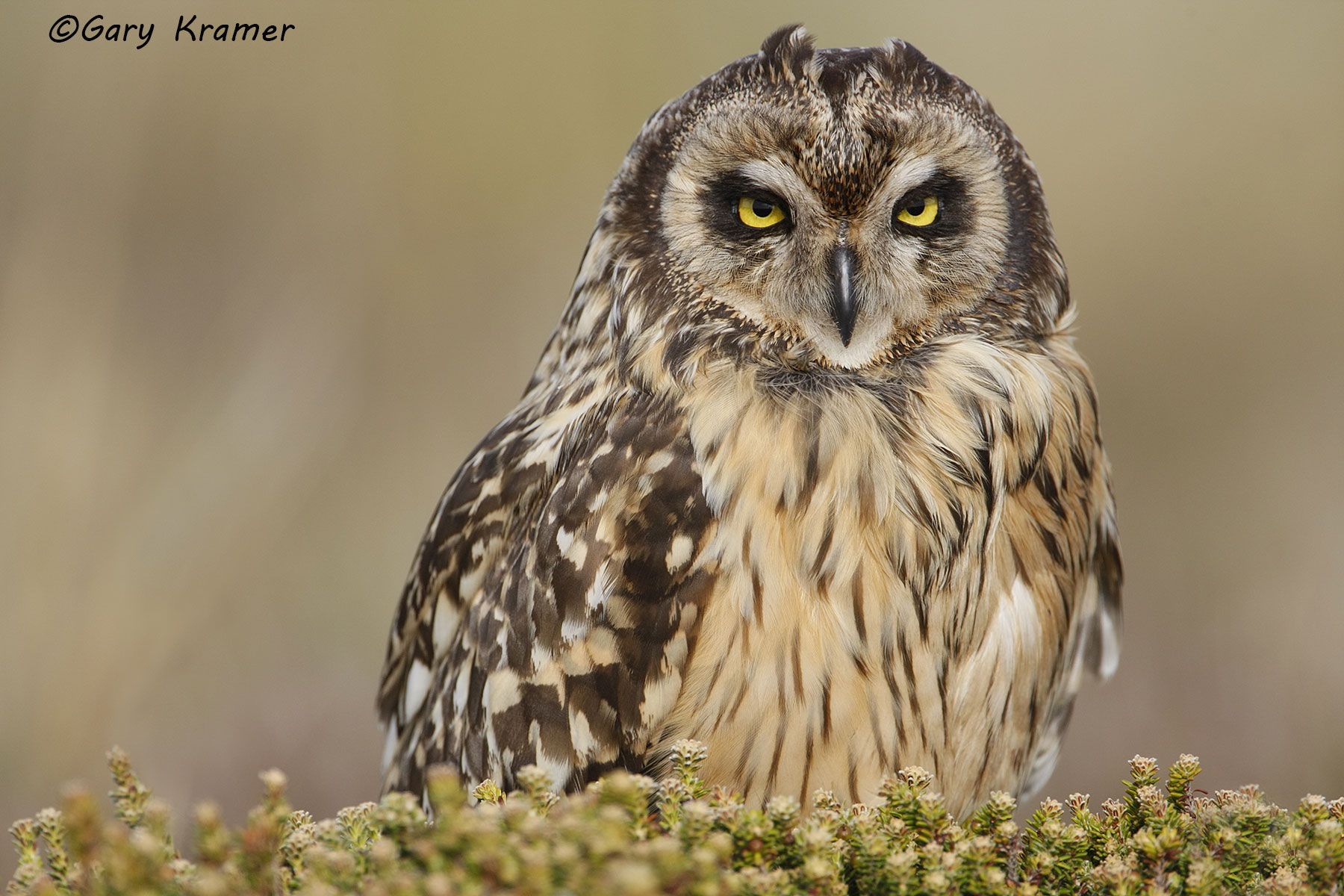 Short-eared Owl (Asio flammeus) - NBOSe#178d