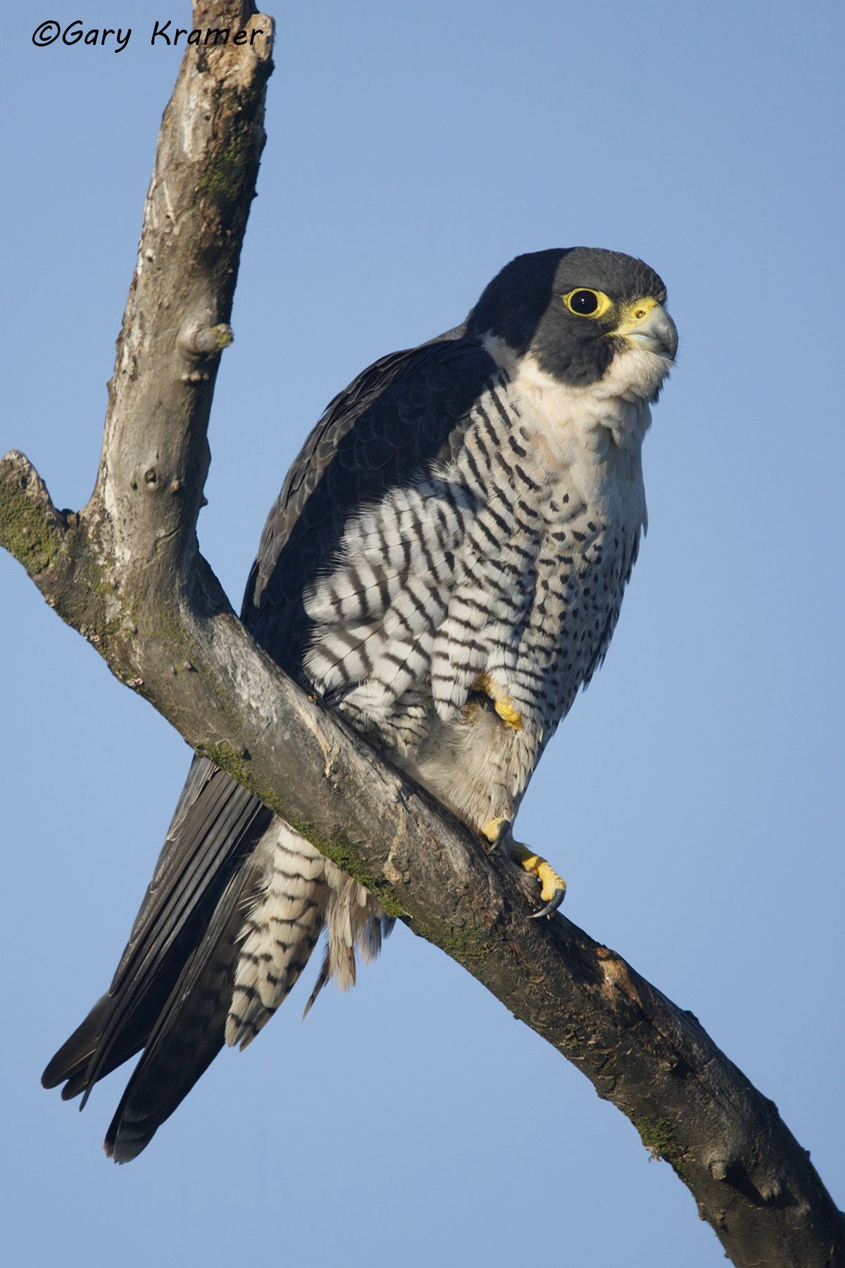 Peregrine Falcon (Falco peregrinus) - NBFP#117d