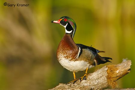 Wood Duck - Whistling Duck