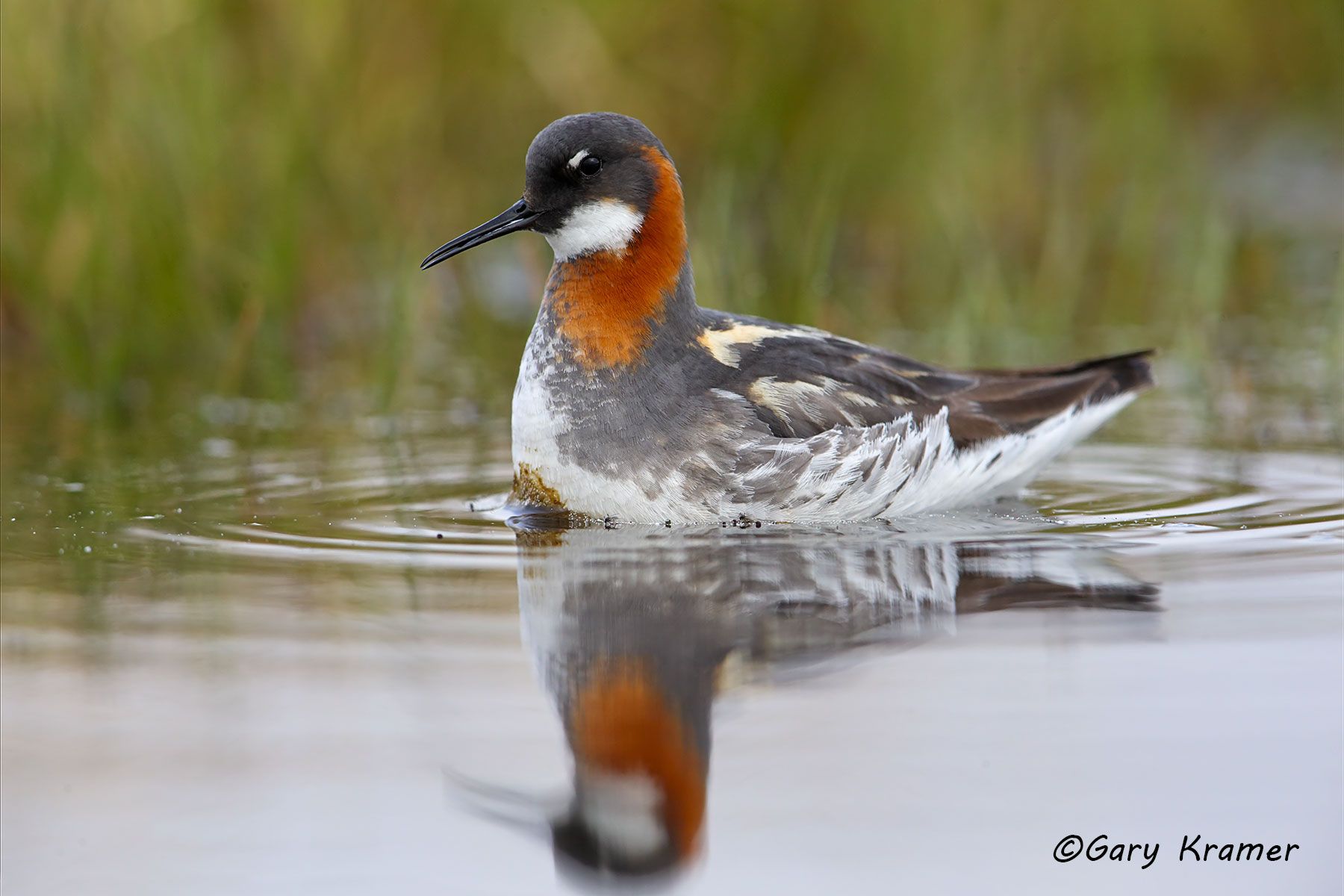 Red-necked Phalarope (summer) (Phalaropus lobatus) Red-necked Phalarope (summer) (Phalaropus lobatus) - NBPr#050d