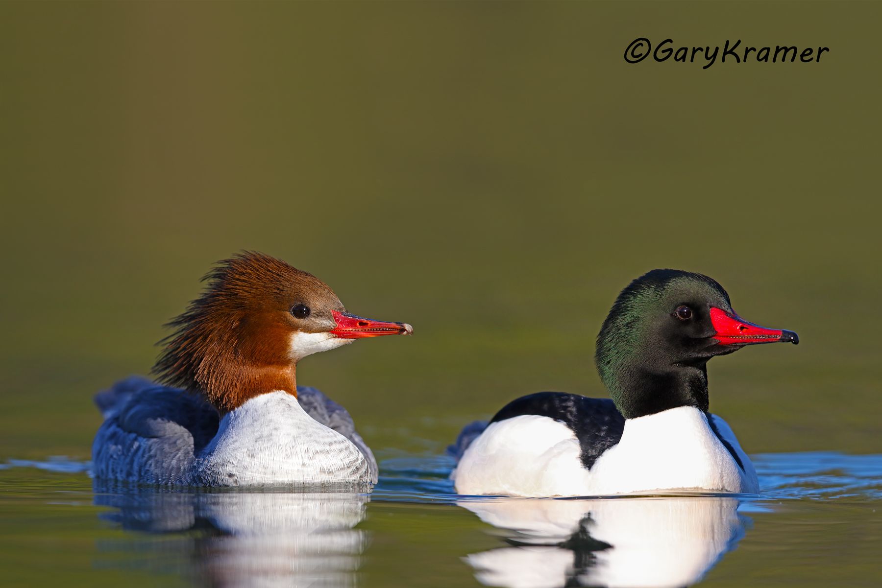 Common Merganser (Mergus merganser) - NBWMc#264d(2)