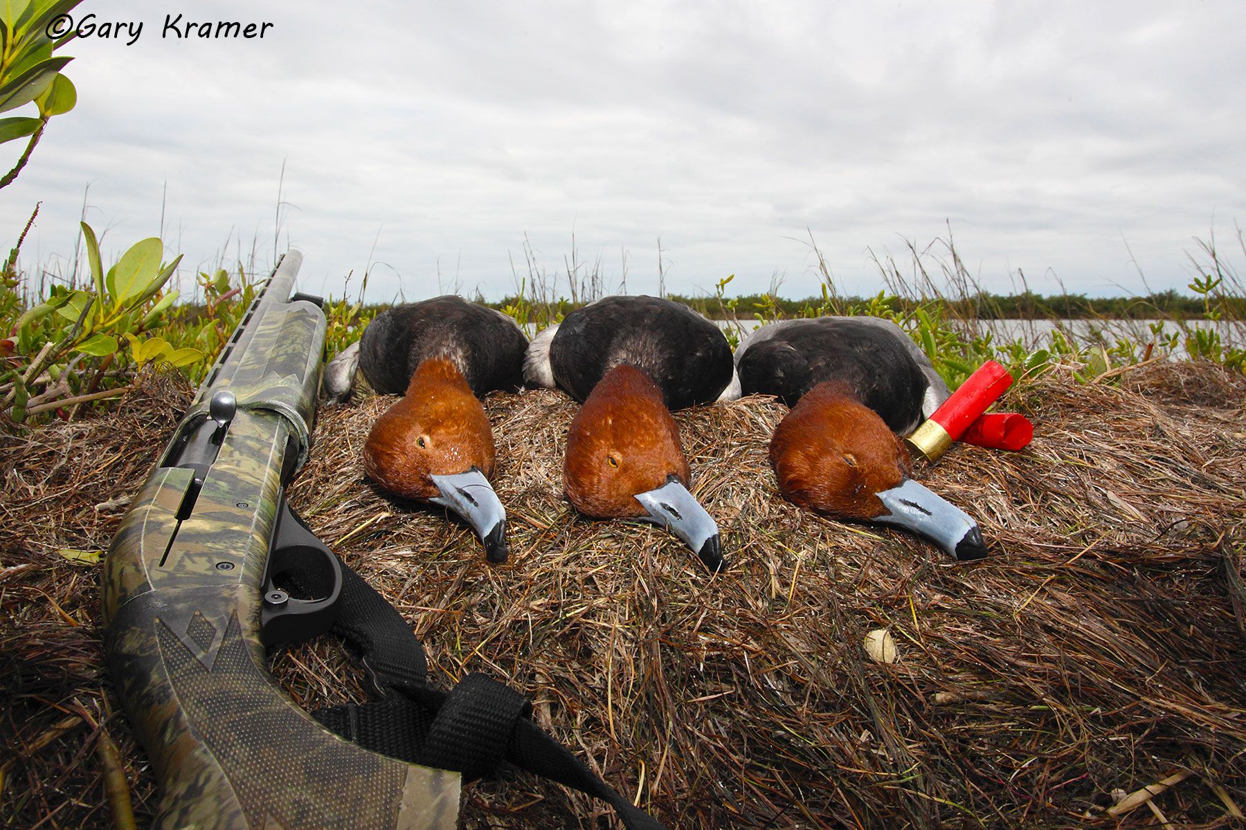 Redheads in the bag - NHDbr#008d