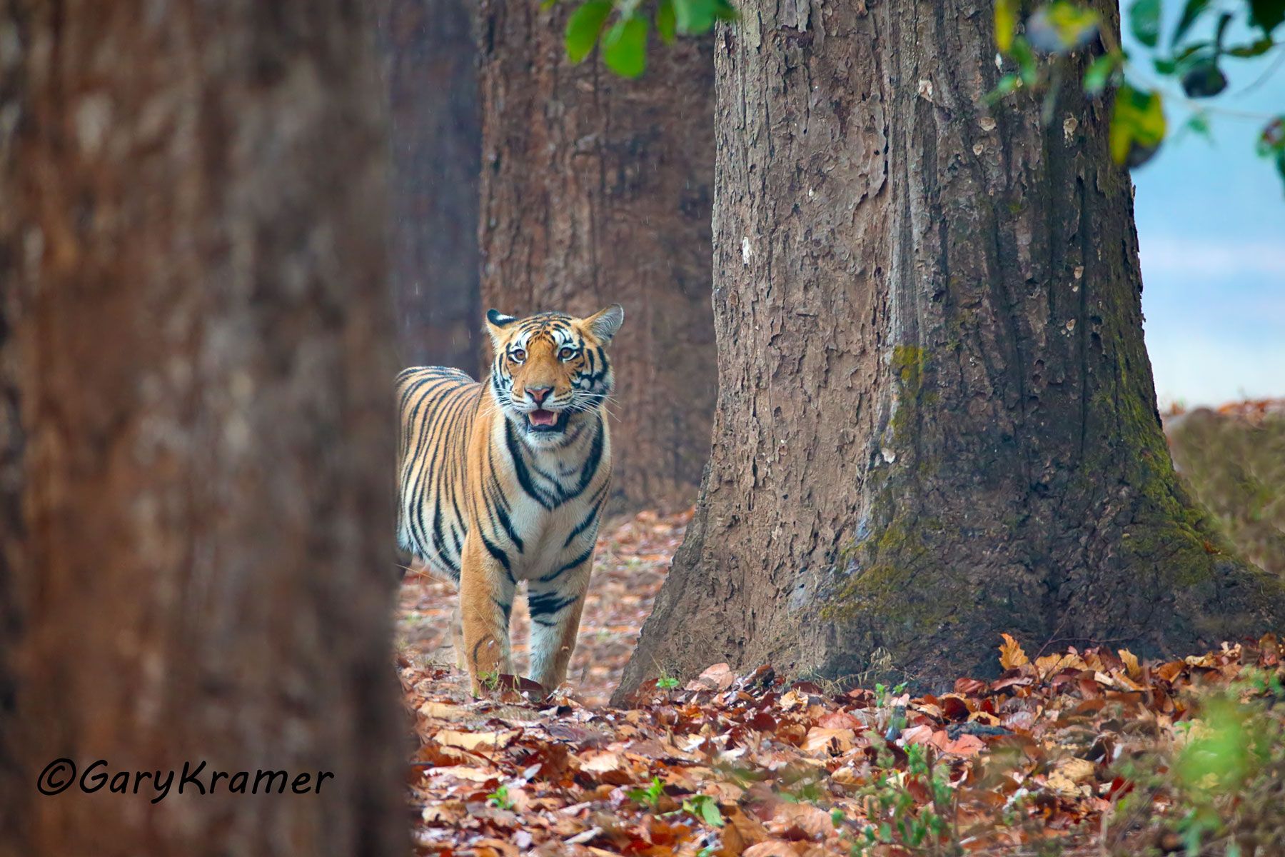 Tiger (Bengal) (Panthera tigrus tigrus) - AMTb#242d