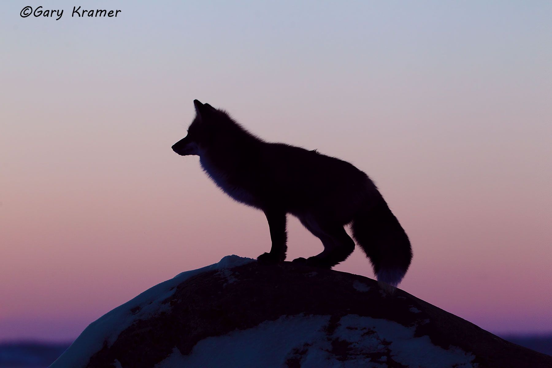 Red Fox (Vulpes fulva) - NMFr#897d