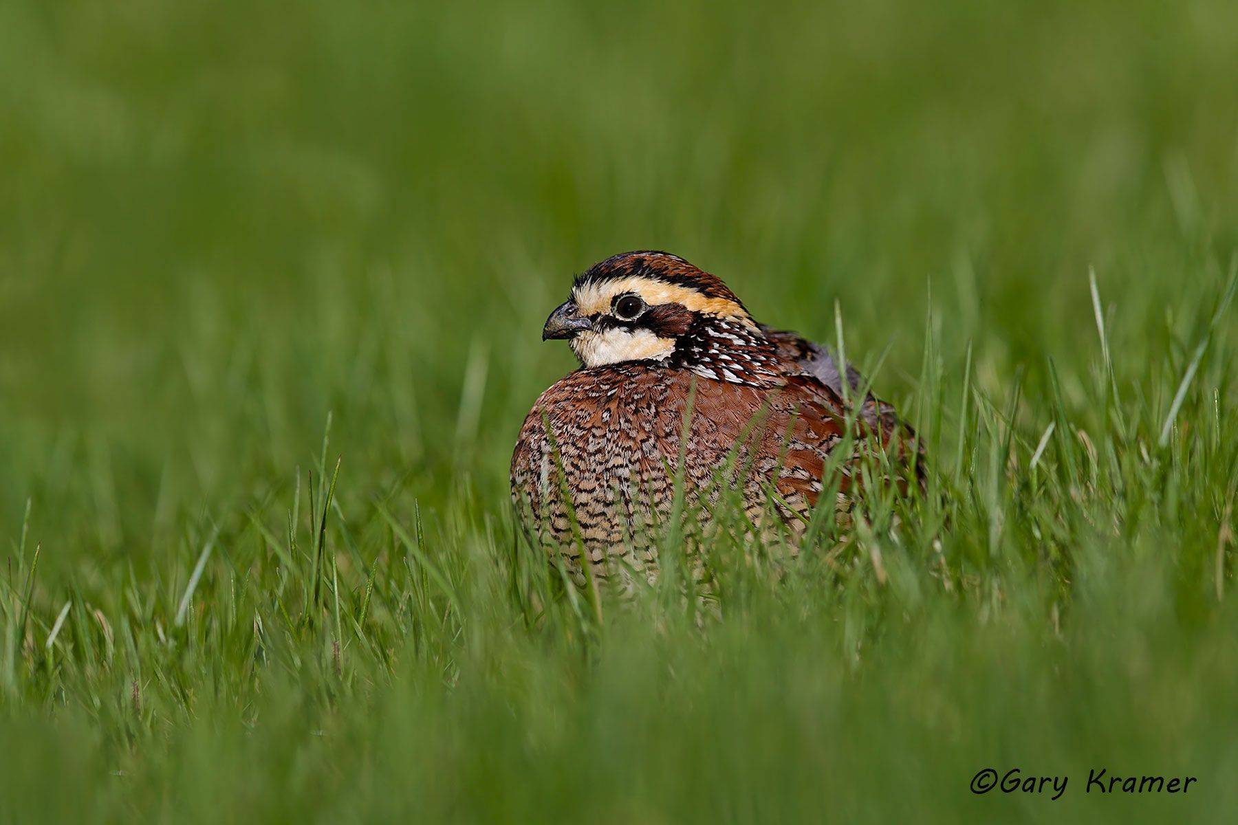 Northern Bobwhite (Colinus virginianus) - NBGQb#1067d