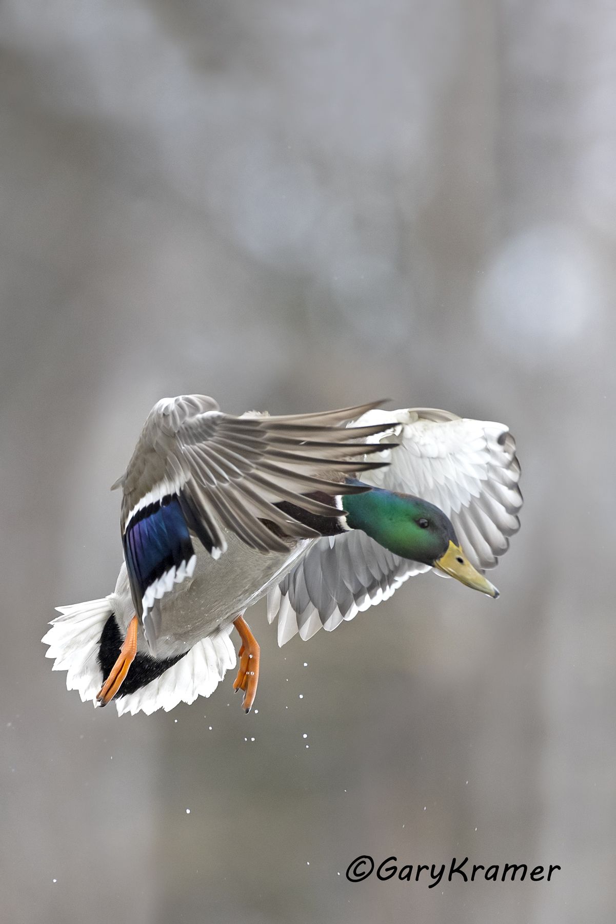 Mallard (Anas platyrhynchos) - NBWM#5382d(2)