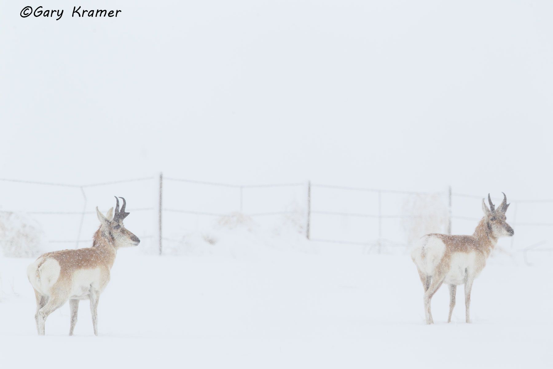 Pronghorn (Antilocapra americana) - NMP#495d