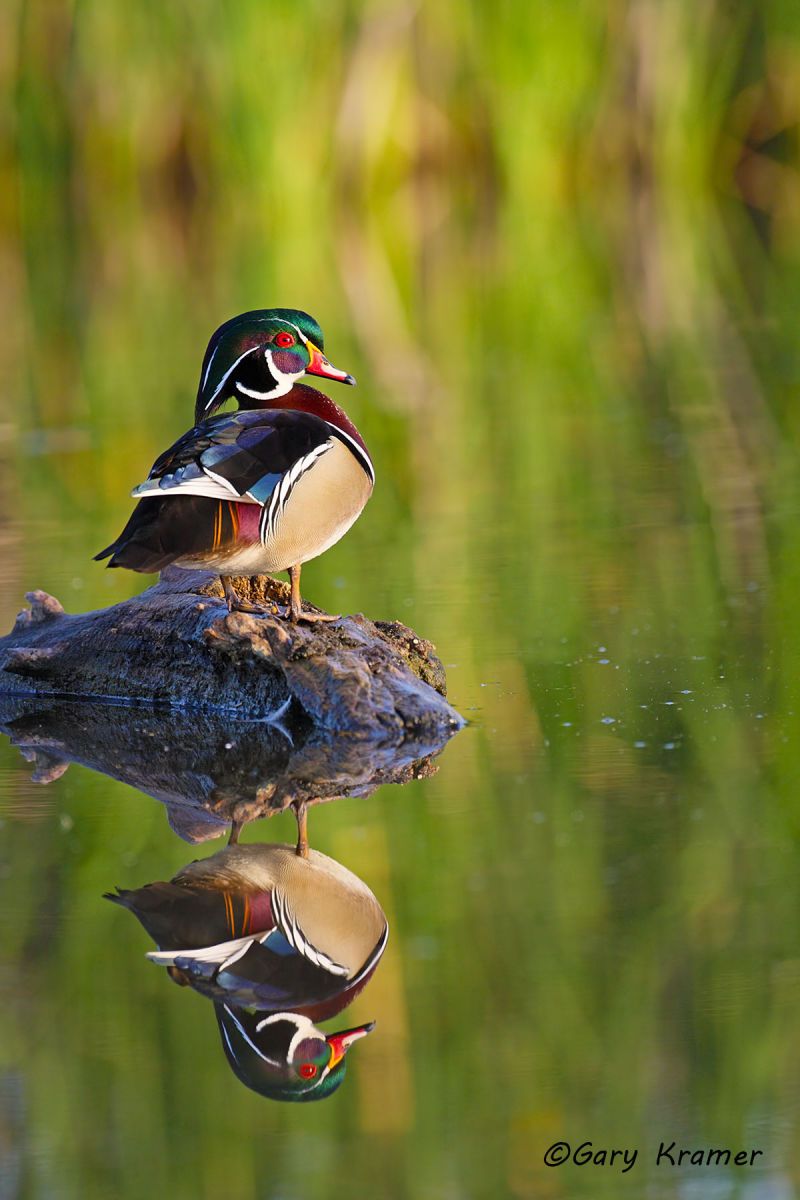Wood Duck (Aix sponsa) - NBWWd#943d