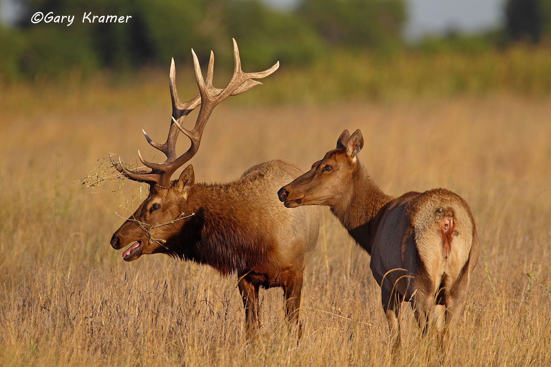 Tule Elk (Cervus elaphus nannodes) - NMET#626d