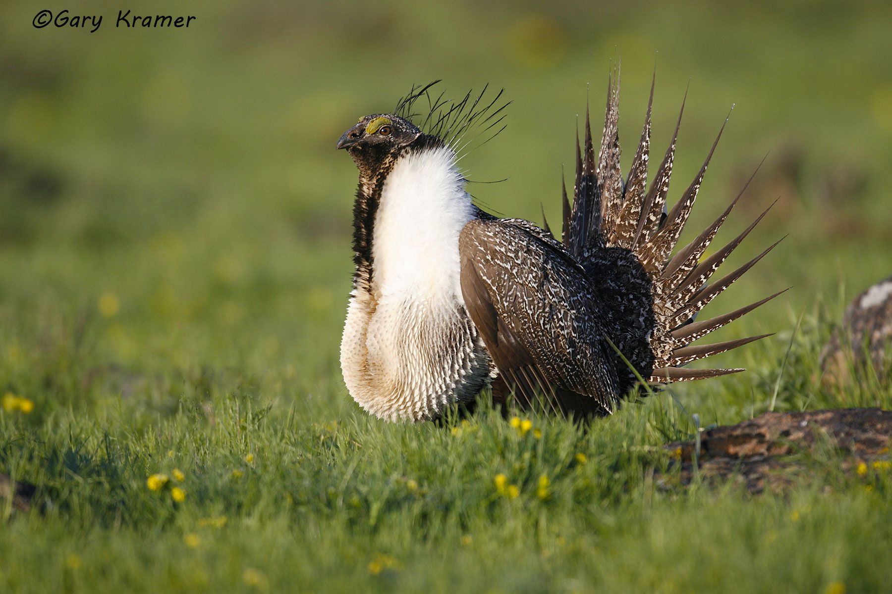 Greater Sage Grouse (Centrocercus urophasianus) Greater Sage Grouse (Centrocercus urophasianus) - NBGGs#646d