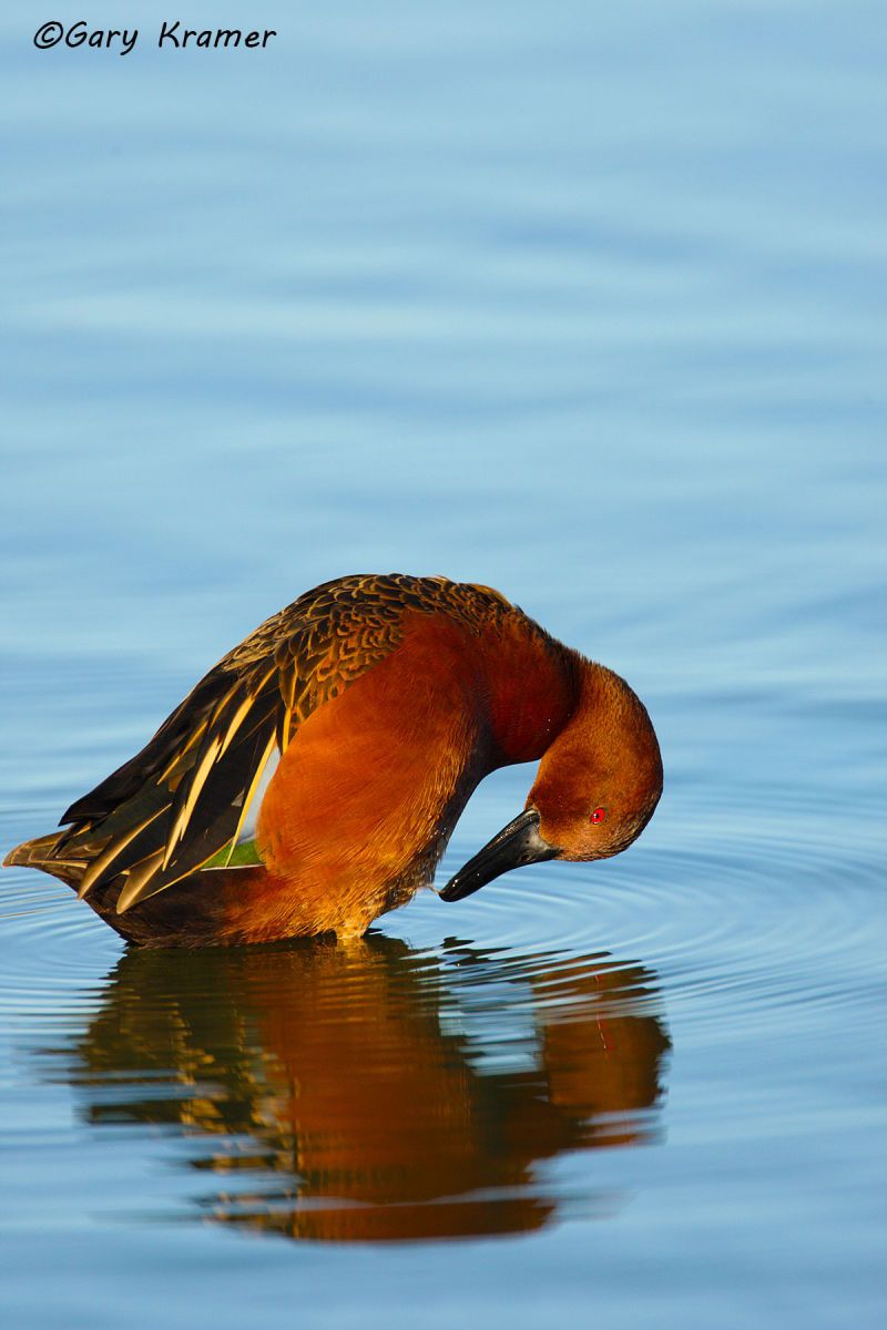 Cinnamon Teal (Spatual cyanoptera) by GaryKramer.net, 530-934-3873, gkramer@cwo.com - Published: Delta Waterfowl Summer 2016 Cinnamon Teal (Spatula cyanoptera) - NBWTc#288d