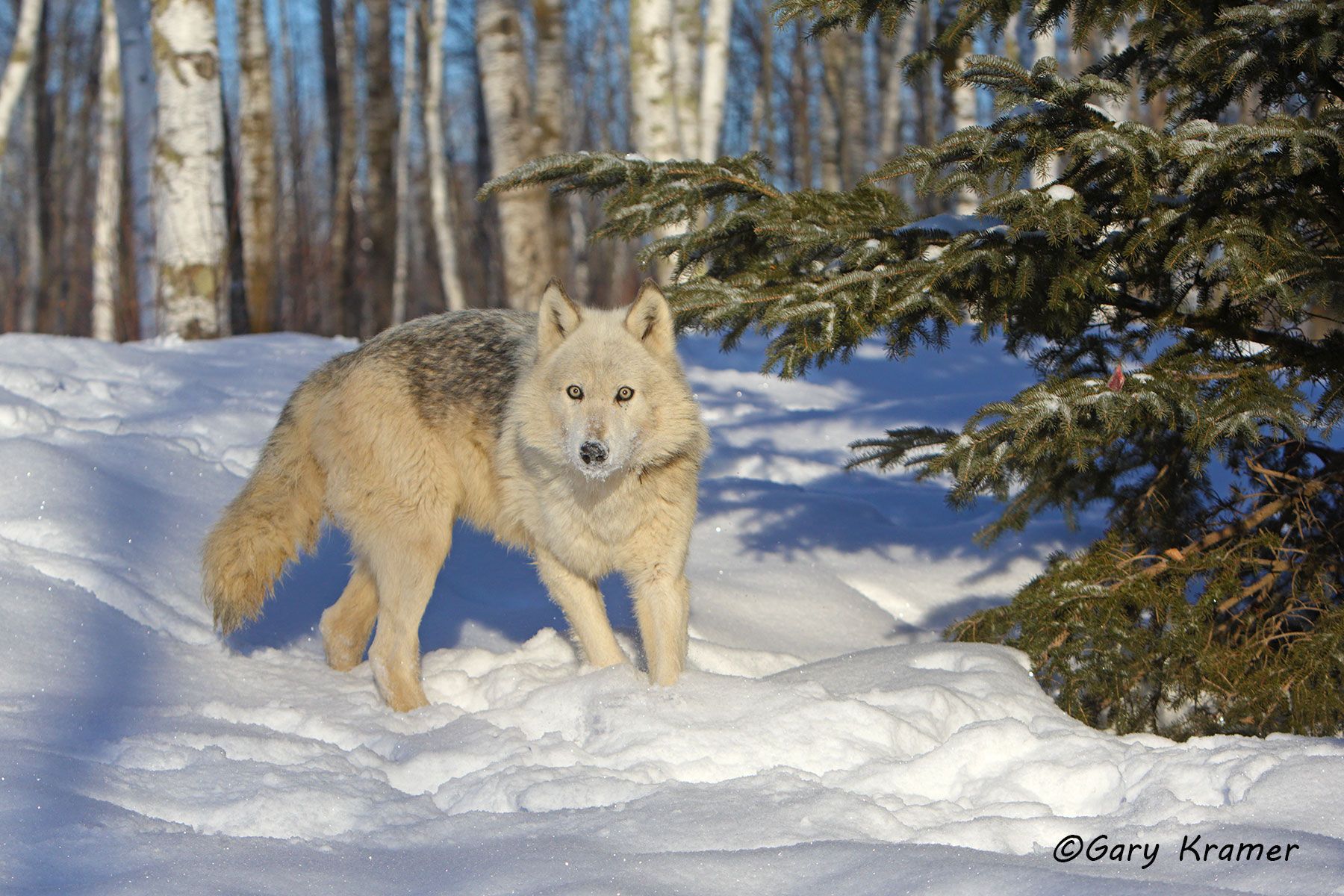 Gray Wolf (Canis lupus) - NMWg#1845d