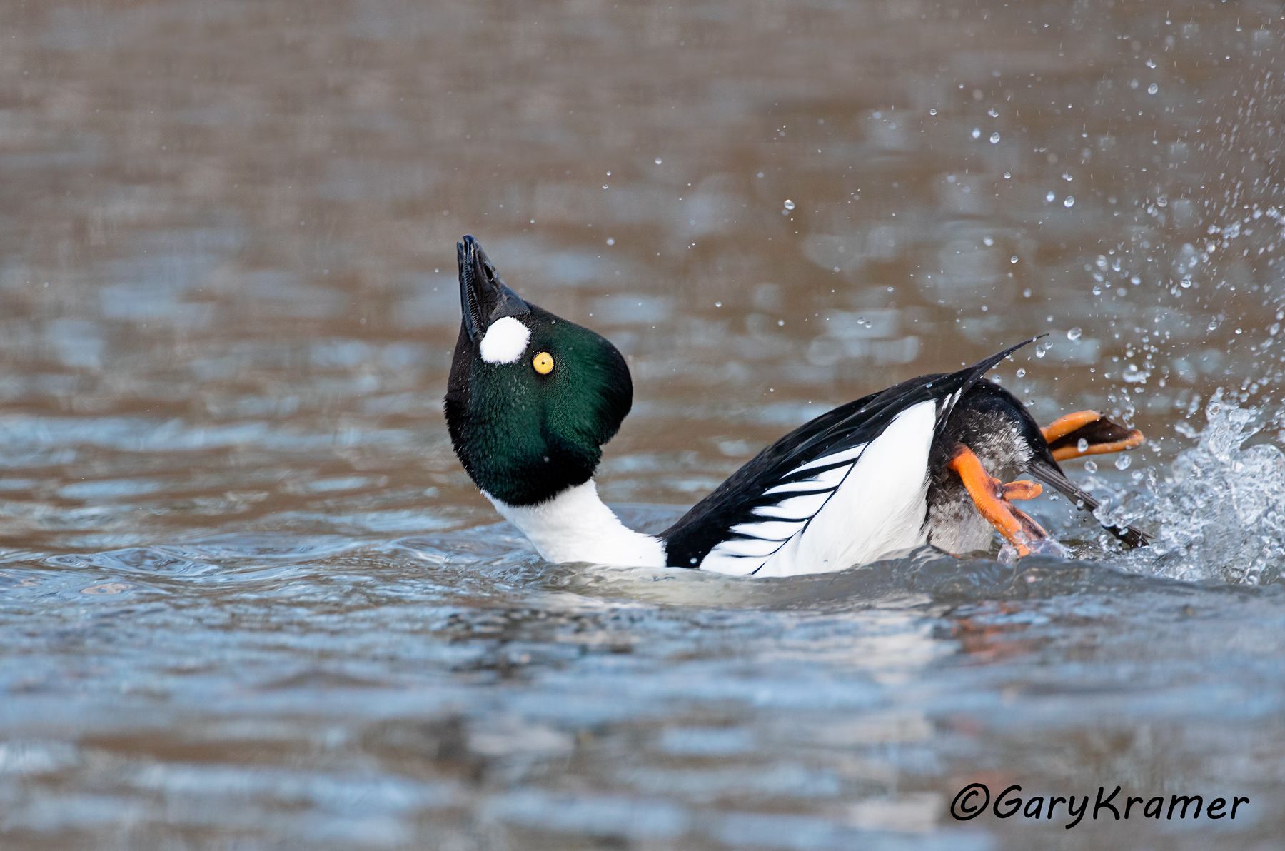 Common Goldeneye (Bucephala clangula)  Common Goldeneye (Bucephala clangula) - NBWGc#742d