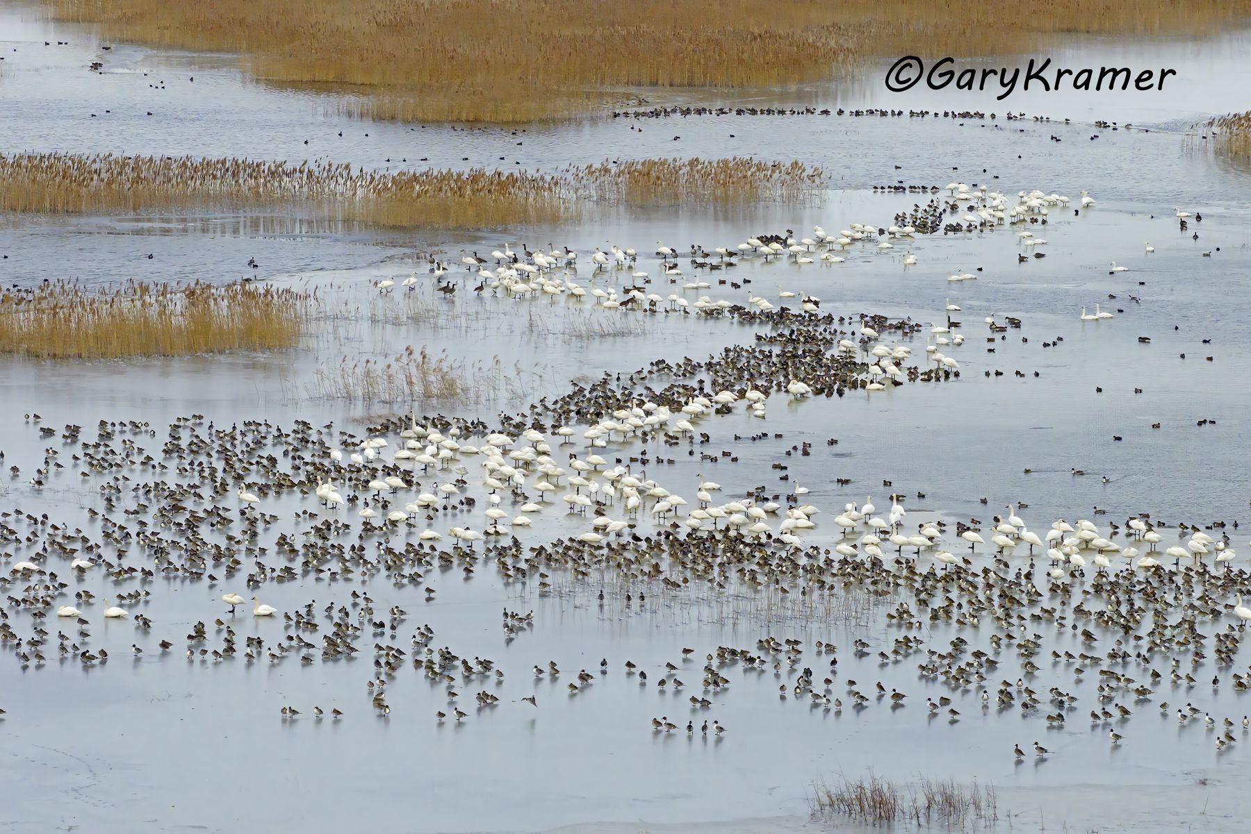 Mattamuskeet National Wildlife Refuge, NC - RSMa#055d