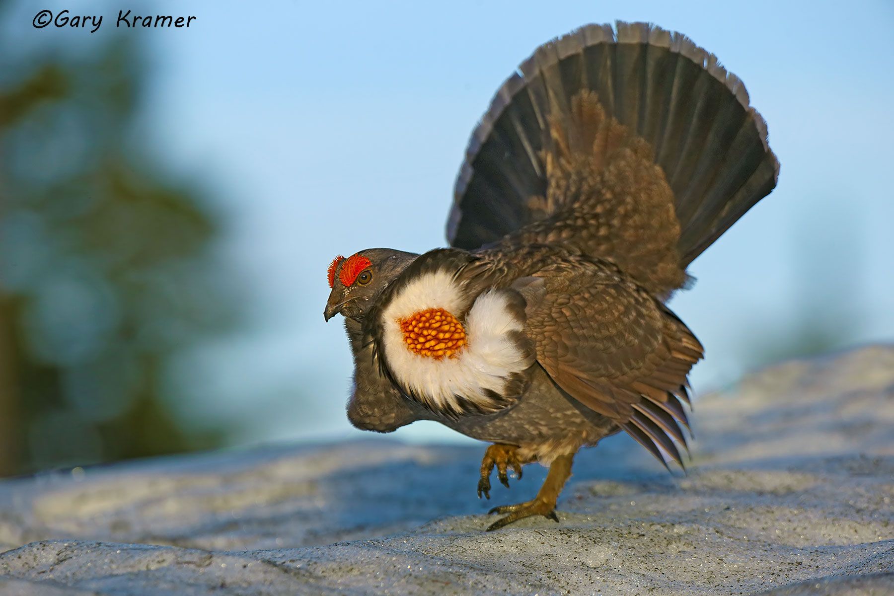 Sooty Grouse (Dendragapus fuliginosus) Sooty Grouse (Dendragapus fuliginosus) - NBGsf#1485d