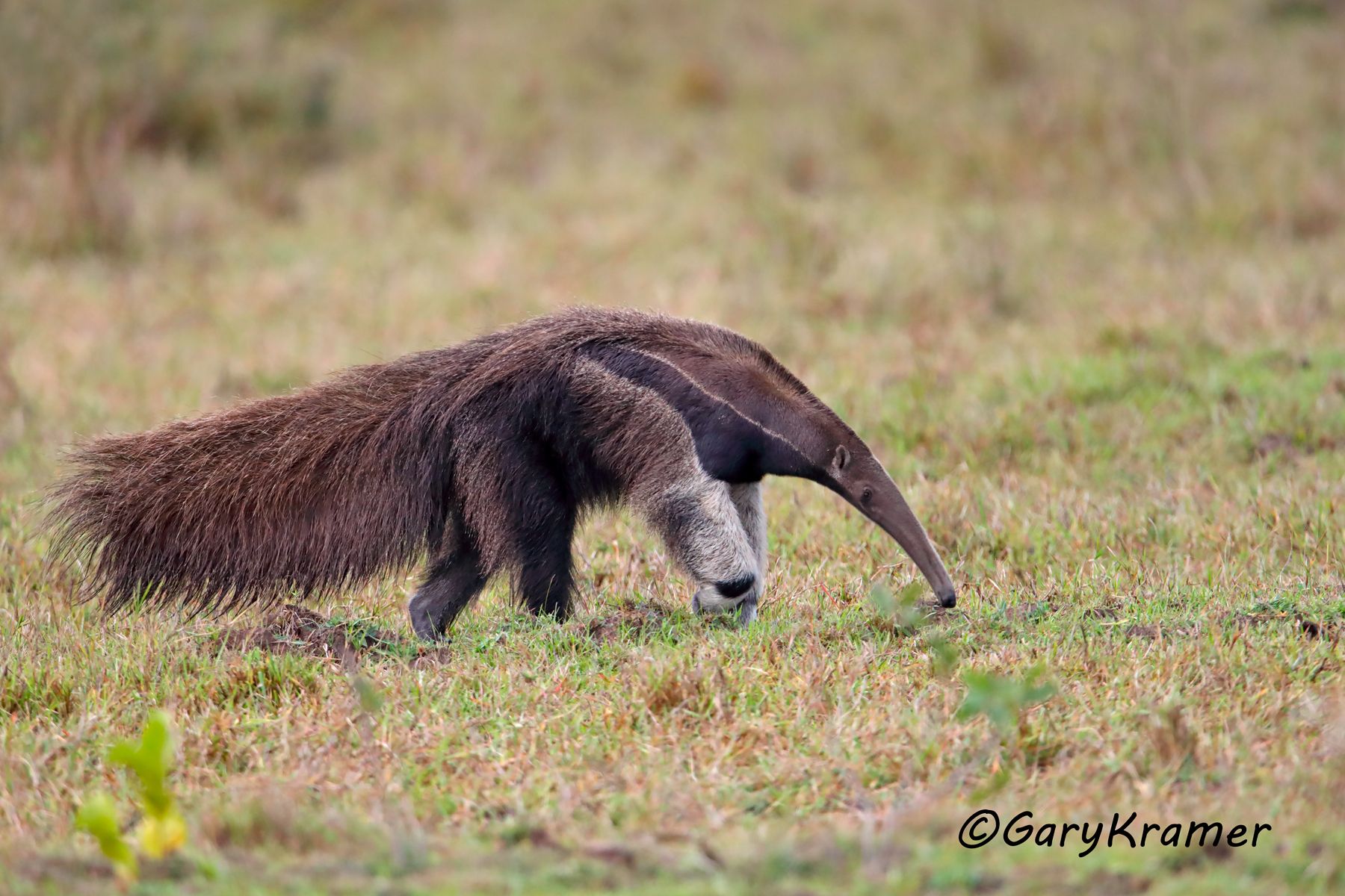 Giant Anteater (Myrmecophaga tridactyla) - SMAg#026d