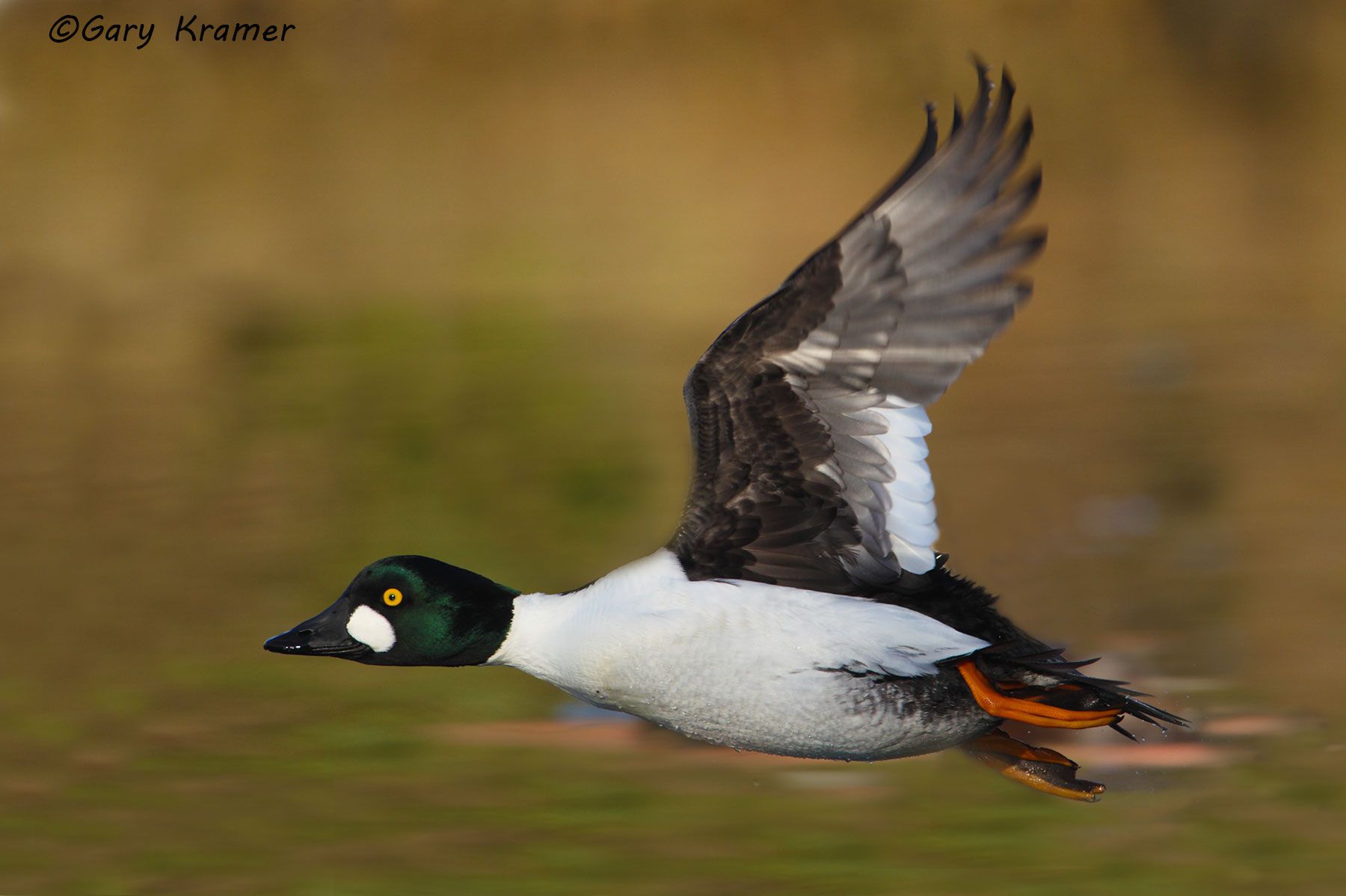 Common Goldeneye (Bucephala clangula) Common Goldeneye (Bucephala clangula) - NBWGc#290d