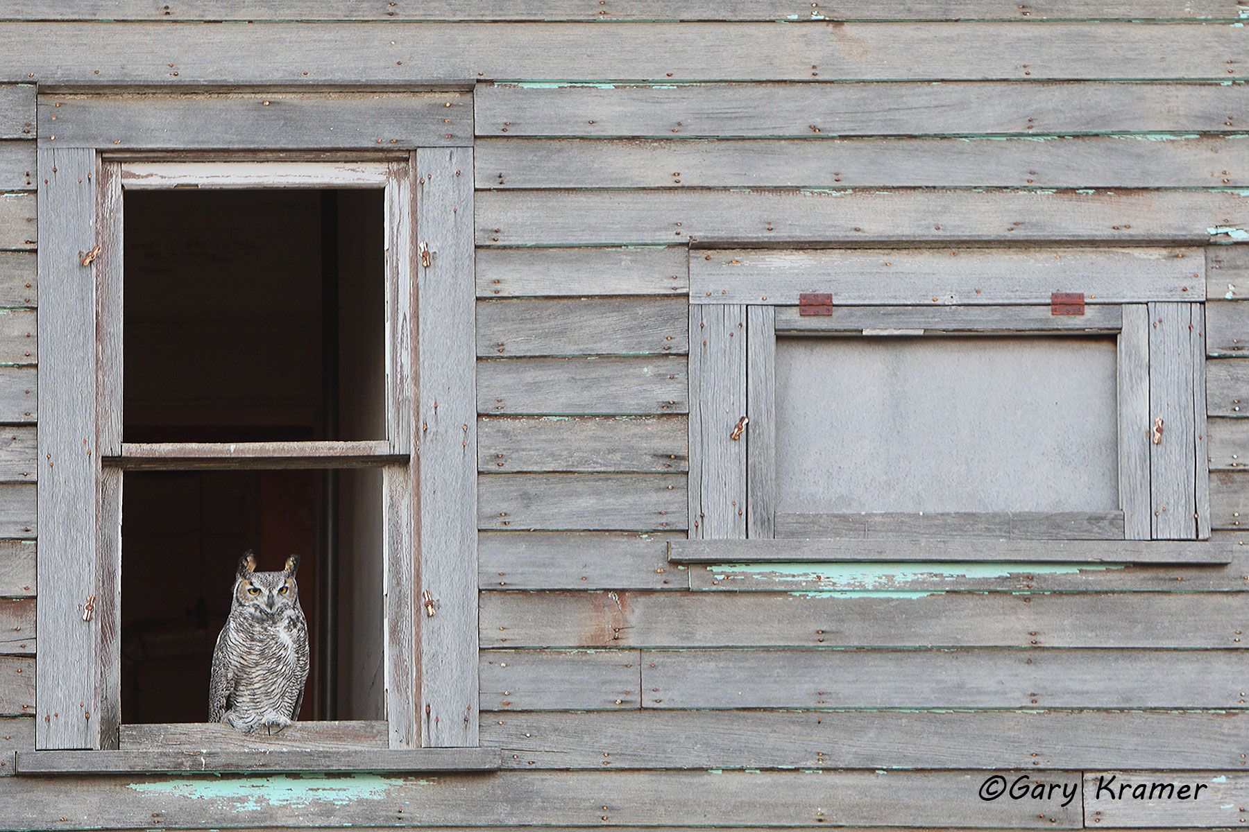 Great Horned Owl (Bubo virginianus) - NBOH#285d