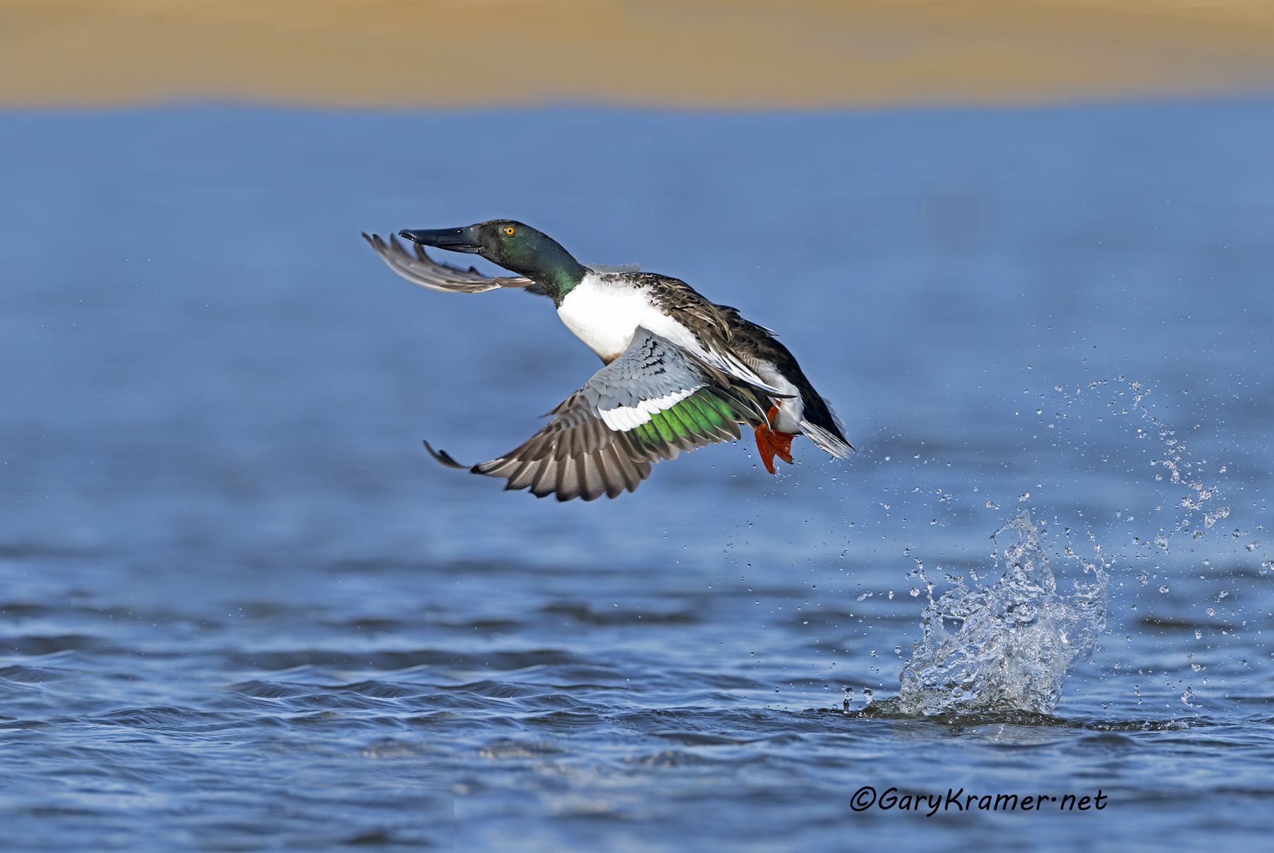 Northern Shoveler (Anas clypeata) - NBWS#2231d