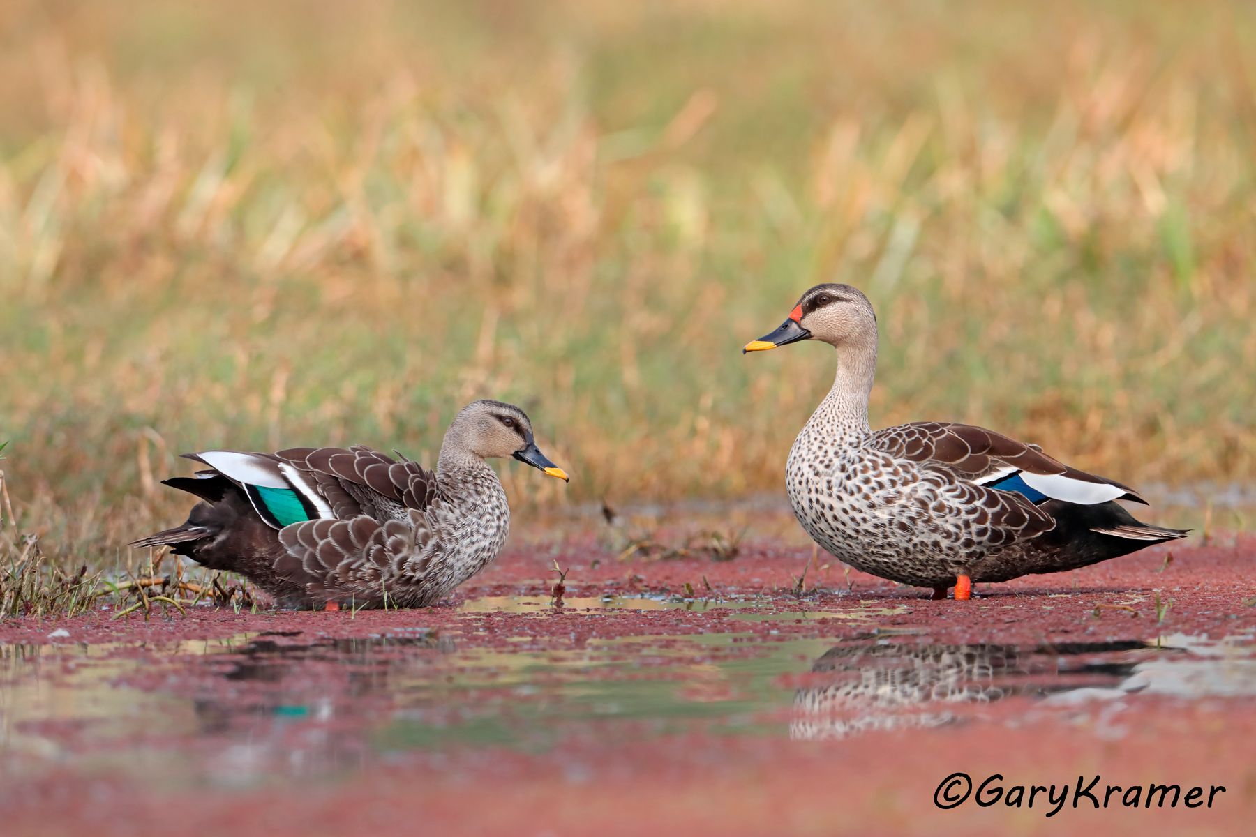 Indian Spot-billed Duck (Anas poecilorhyncha)  Indian Spot-billed Duck (Anas poecilorhyncha) - EBWBi#044d(2)