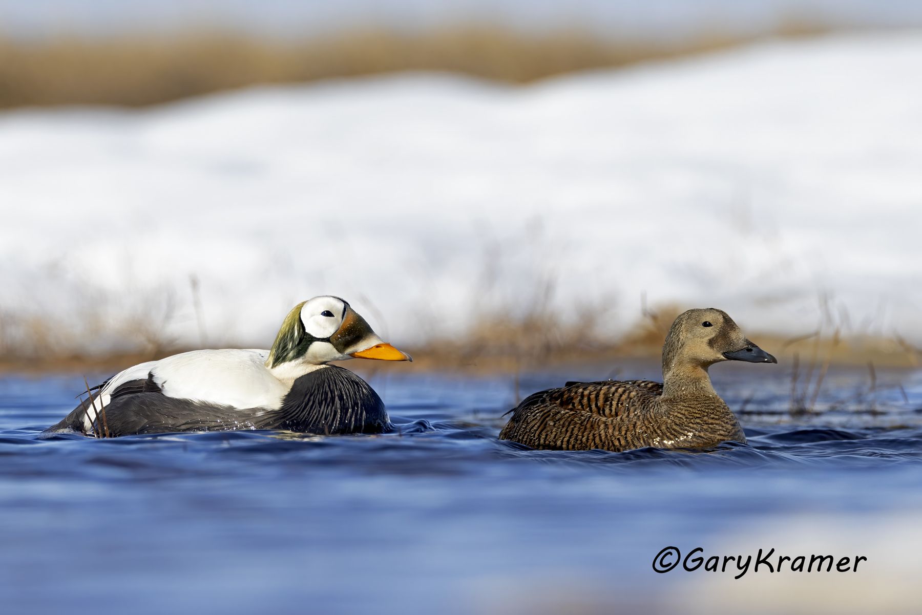 Spectacled Eider (Somateria fischeri) - NBWEs#1214d(2)