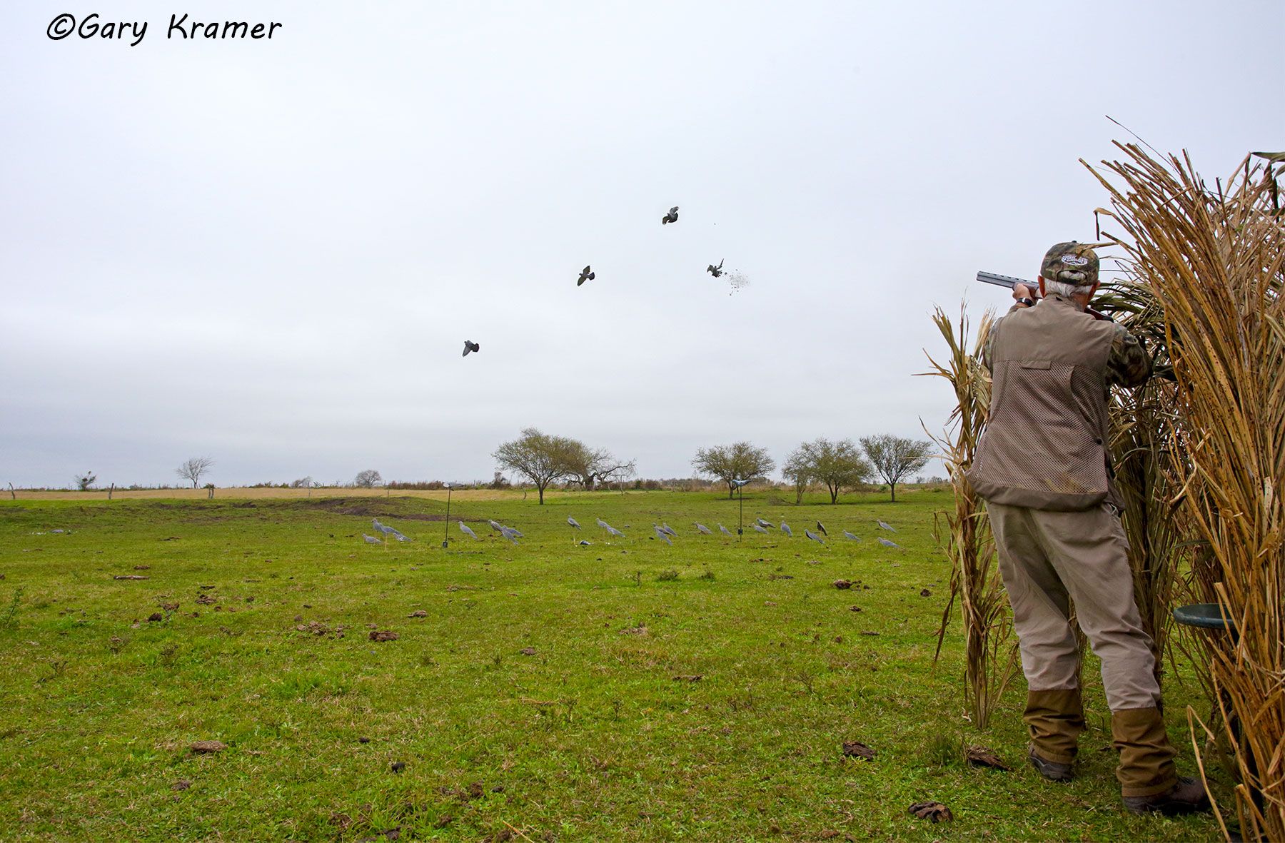 Hunter(s) shooting at Pigeons over decoys, Argentina/Uruguay Hunter shooting at Pigeons over decoys, Argentina - SHas#123d