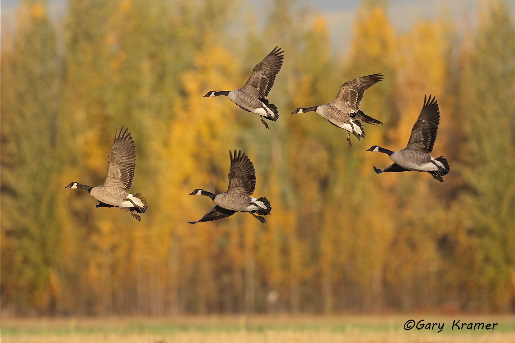 Canada Goose (Lesser) (Branta canadensis parvipes) Canada Goose (Lesser) (Branta canadensis parvipes) - NBWCl#007d