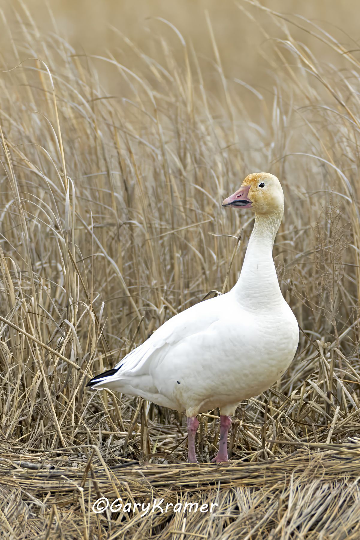 Greater Snow Goose (Chen caerulescens atlantica) - NBWSa#582d(2)