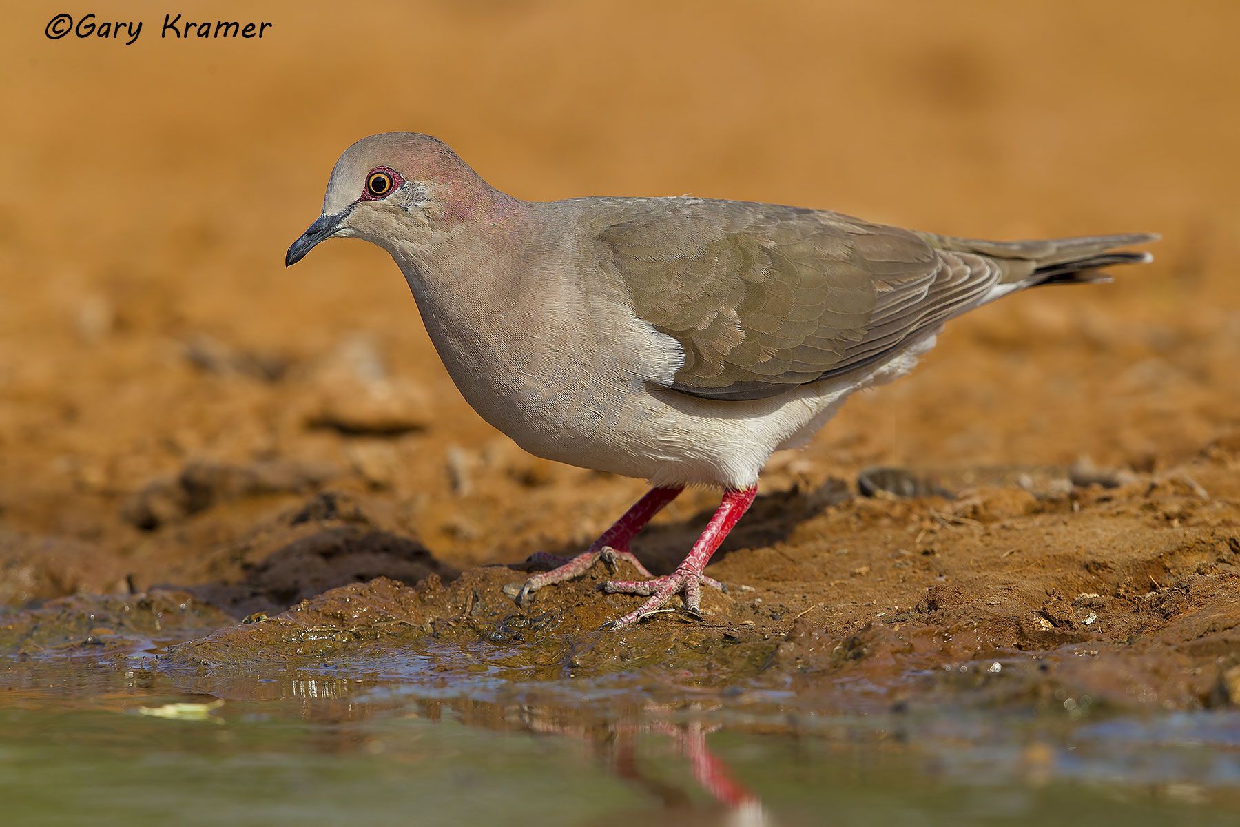 White-tipped Dove (Leptotila verreauxi) - NBDWt#066d