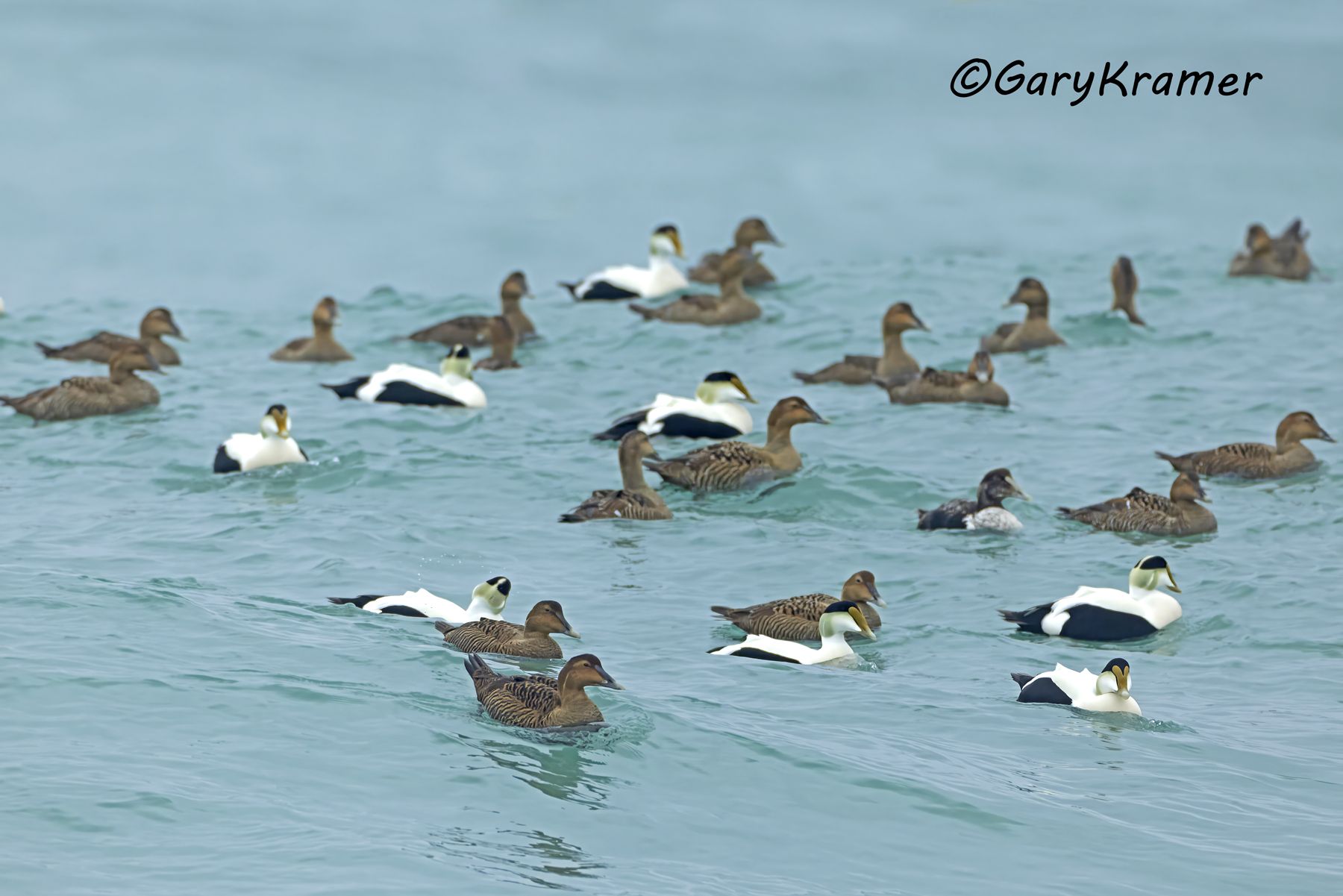 Common Eider (American) (Somateria mollissima) - NBWE#959d