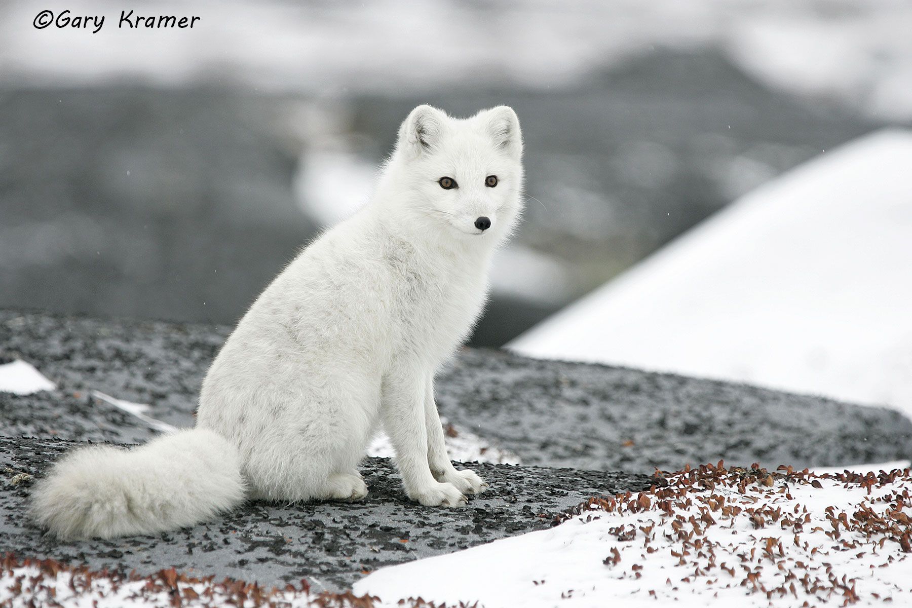 Arctic Fox (Alopex lagopus) - NMFa#084d