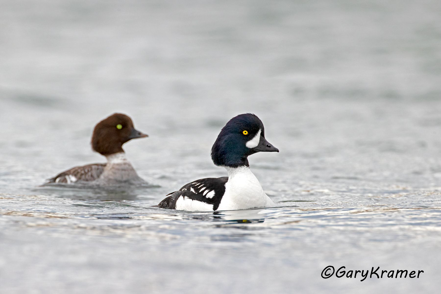 Barrow's Goldeneye (Bucephala islandica)  Barrow's Goldeneye (Bucephala islandica) - NBWGb#295d