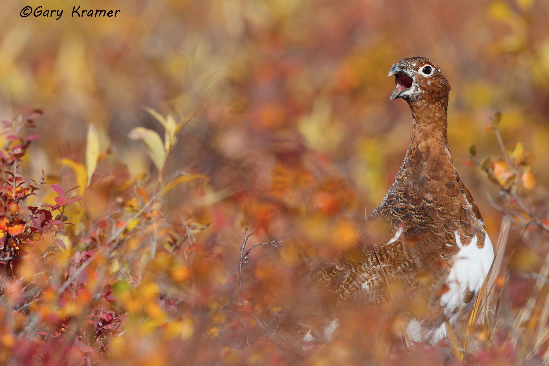 Willow Ptarmigan (summer-fall) (Lagopus lagopus) - NBGPw#211d