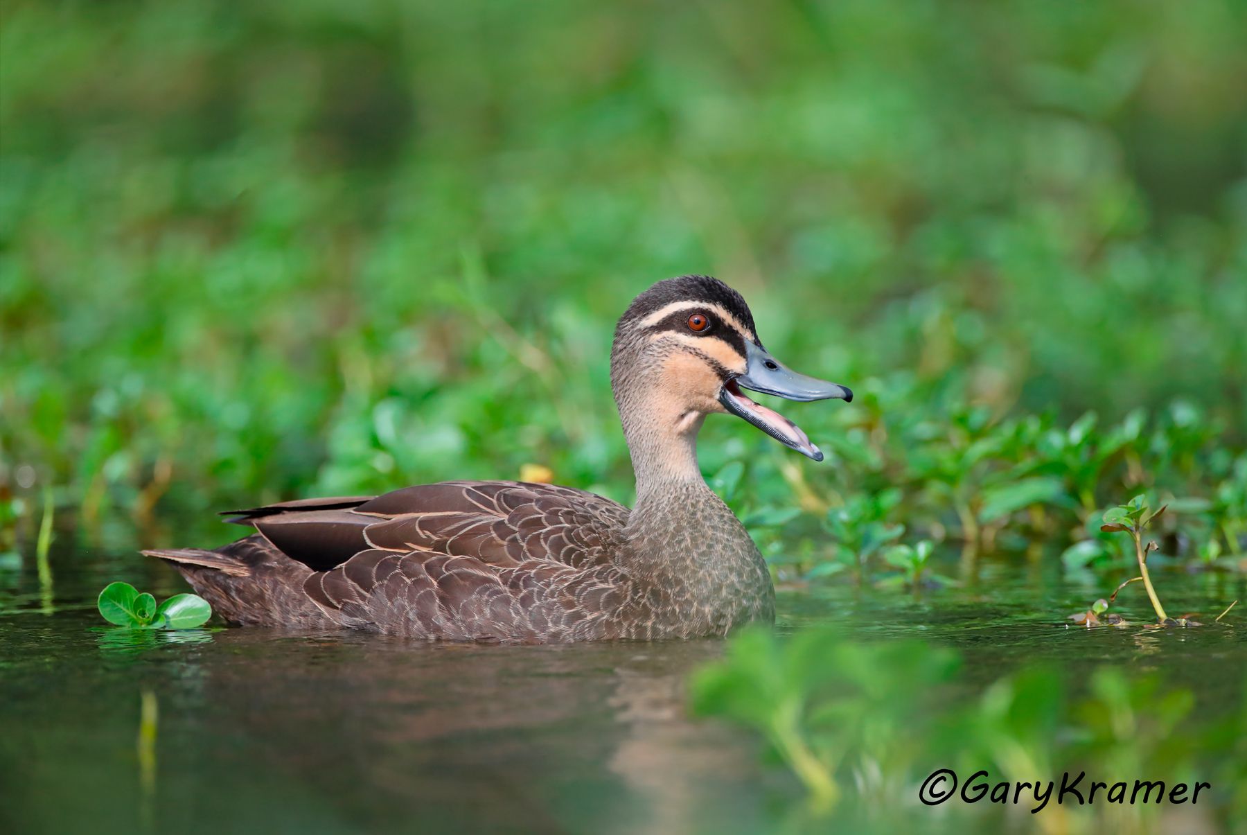 Pacific Black Duck (Anas superciliosa)  Pacific Black Duck (Anas superciliosa) - OBWB#337d