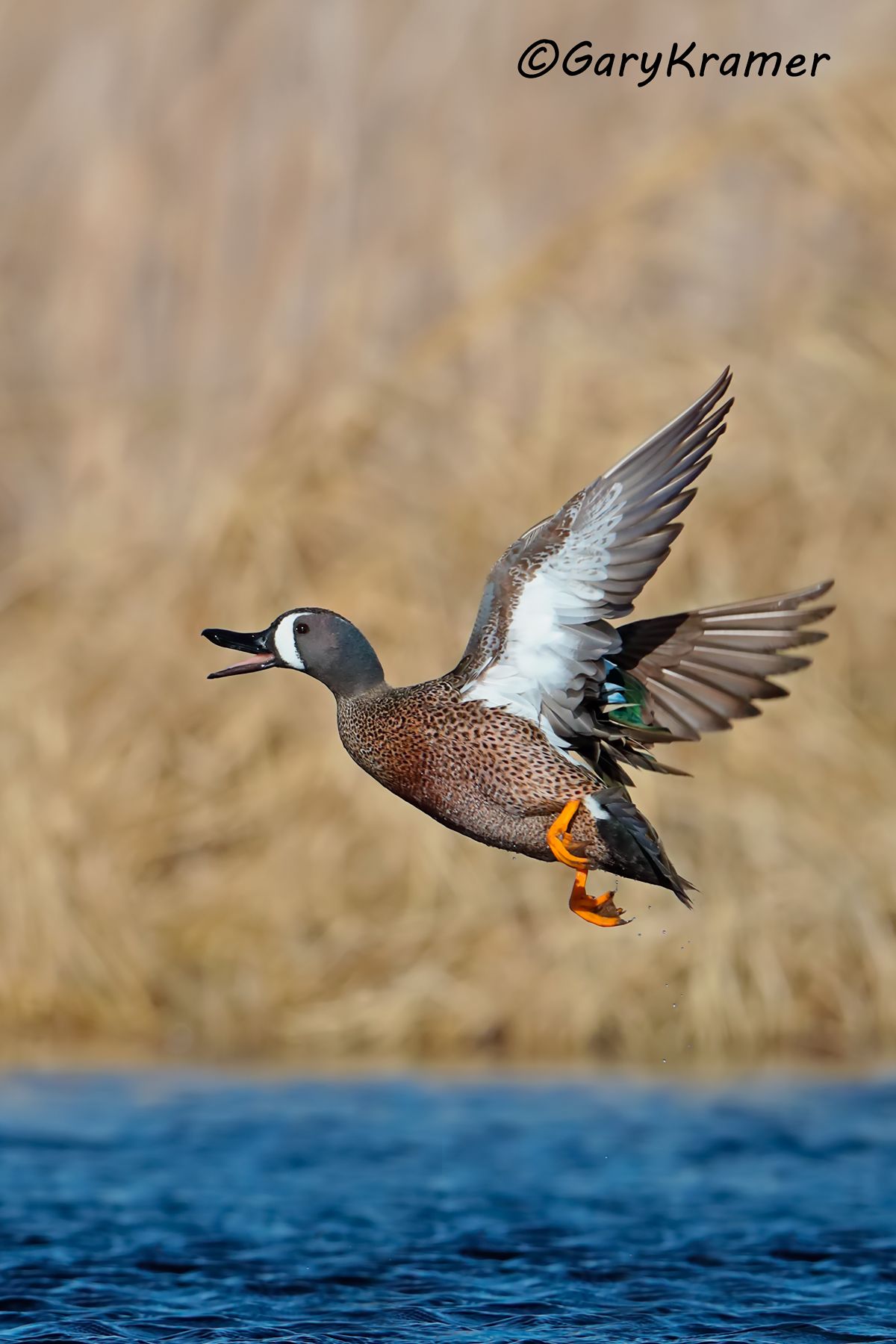 Blue-winged Teal (Spatula discors)  Blue-winged Teal (Spatula discors) - NBWTb#1060d(4)