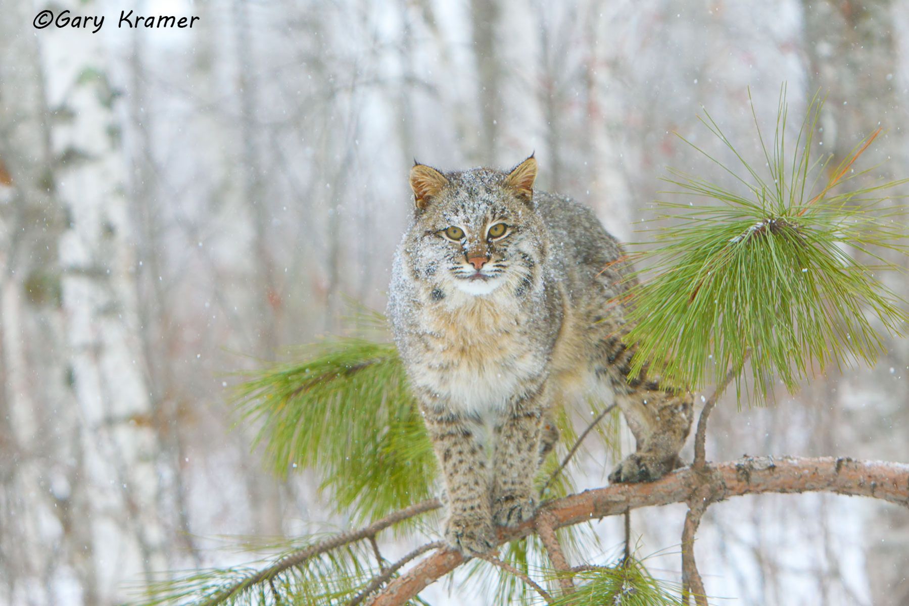 Bobcat (Lynx rufus) by GaryKramer.net, 530-934-3873, gkramer@cwo.com Bobcat (Lynx rufus) - NMCB#297d