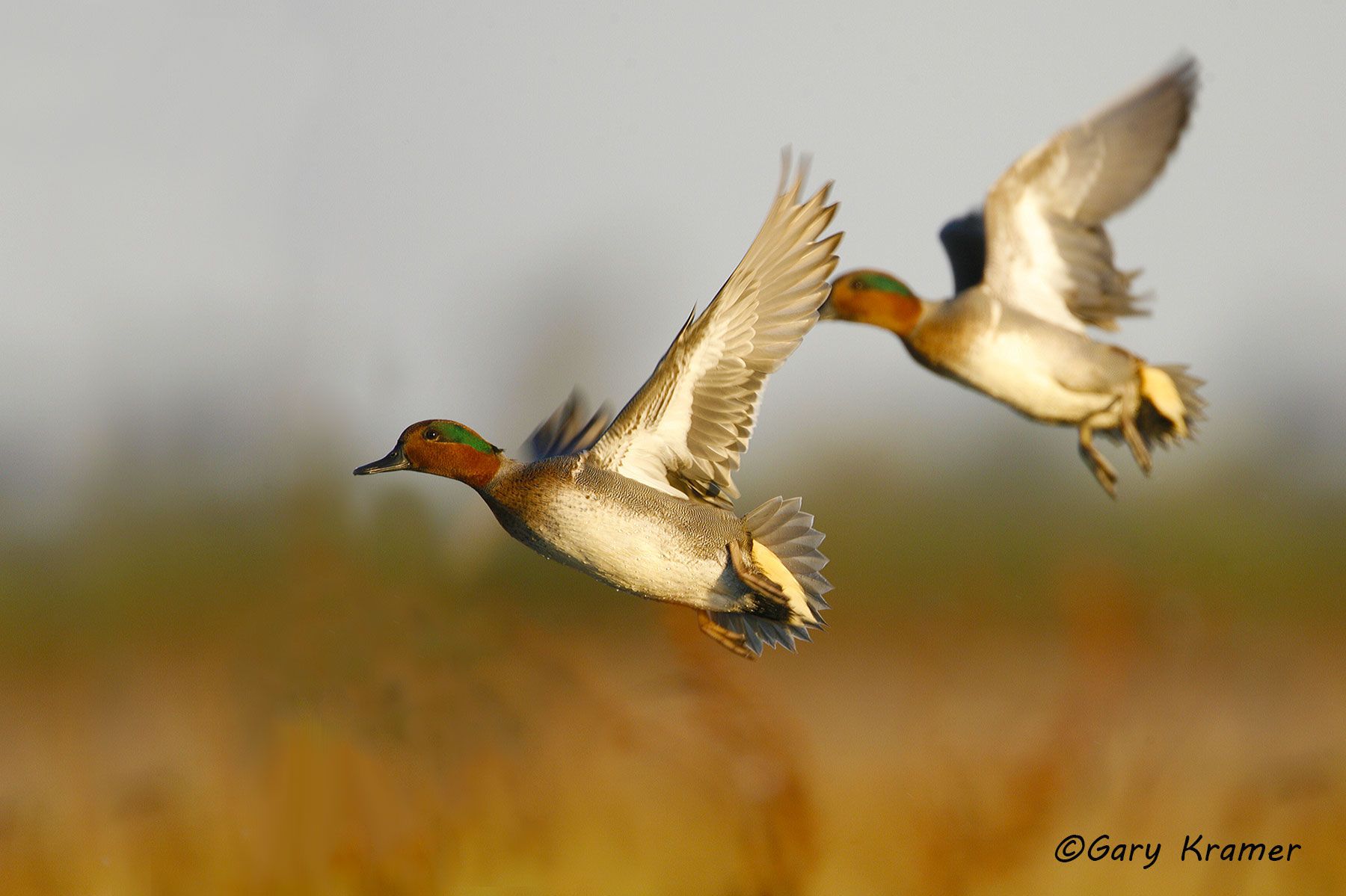Green-winged Teal (Anas carolinensis) by GaryKramer.net, 530-934-3873, gkramer@cwo.com - Published: Wingshooting the World, Patagonia Pub. 2010; American Wildlife Calendars 2013 Green-winged Teal (Anas carolinensis) - NBWTg#348d