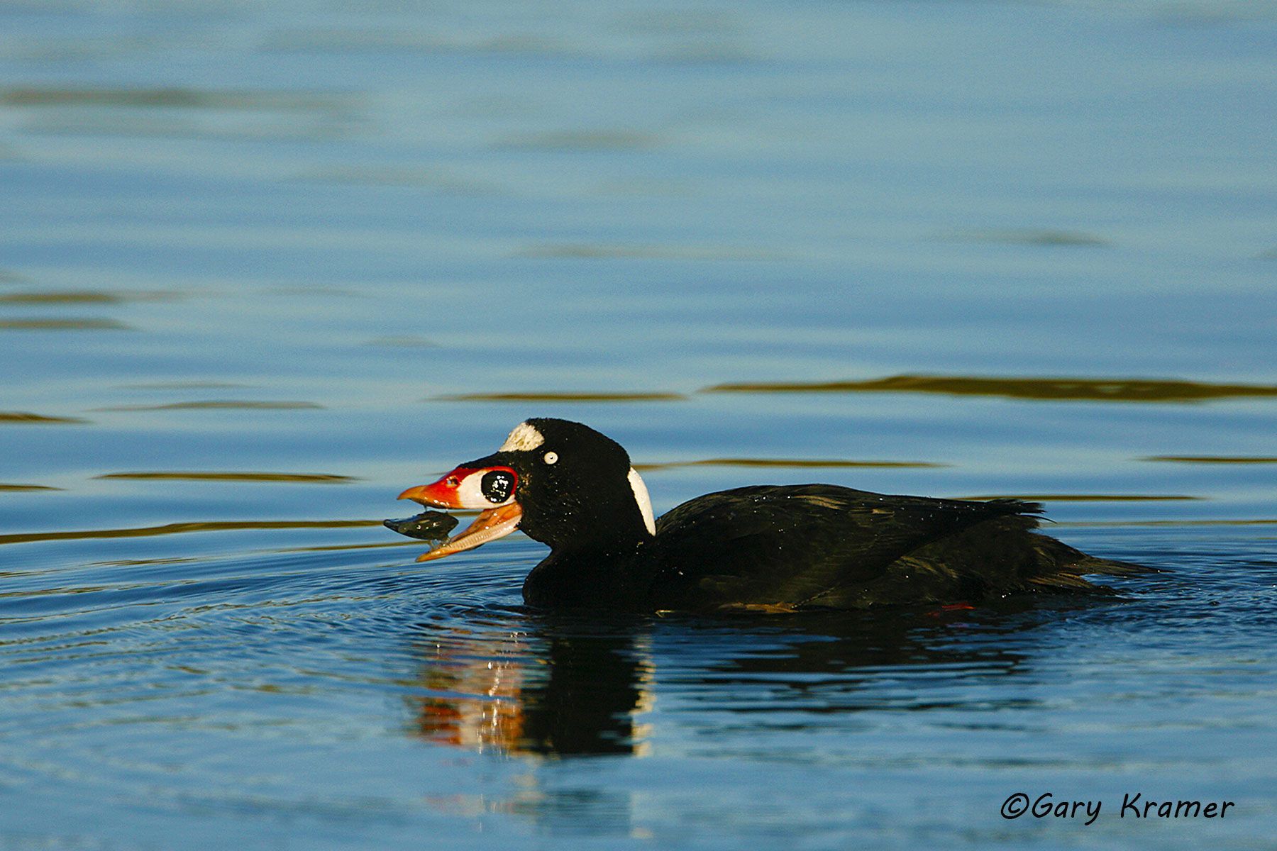Surf Scoter (Melanitta perspicillata) - NBWSs#142d
