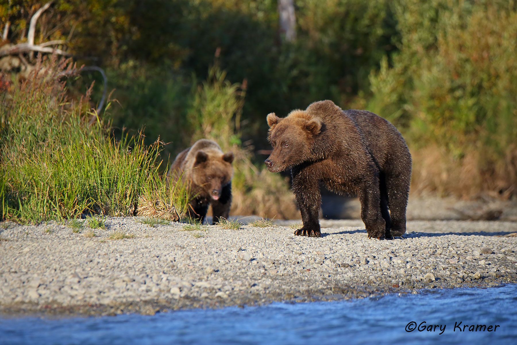 Alaskan Brown Bear (Ursus middlendorffi) by GaryKramer.net, 530-934-3873, gkramer@cwo.com Alaskan Brown Bear (Urusus middlendorffi) - NMBA#335d