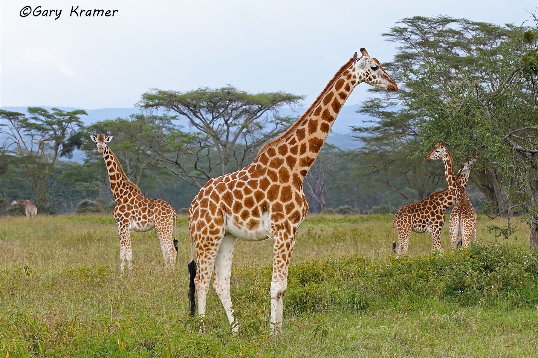 Rothschild's Giraffe (Giraffa c. rothschildi) Rothschild's Giraffe (Giraffa c. rothschildi) - AMGrr#025d