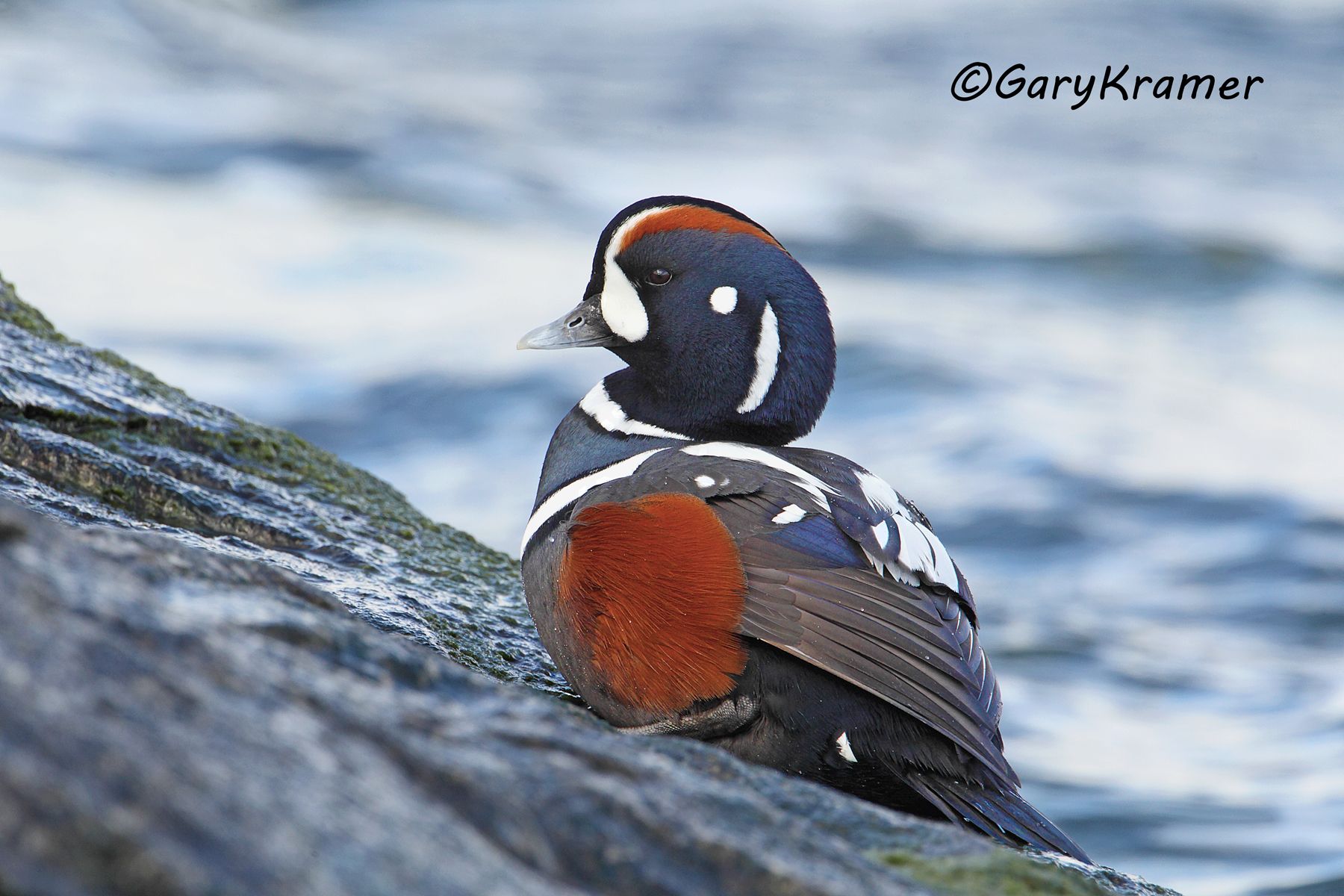 Harlequin Duck (Histrionicus histrionicus) - NBWH#199d