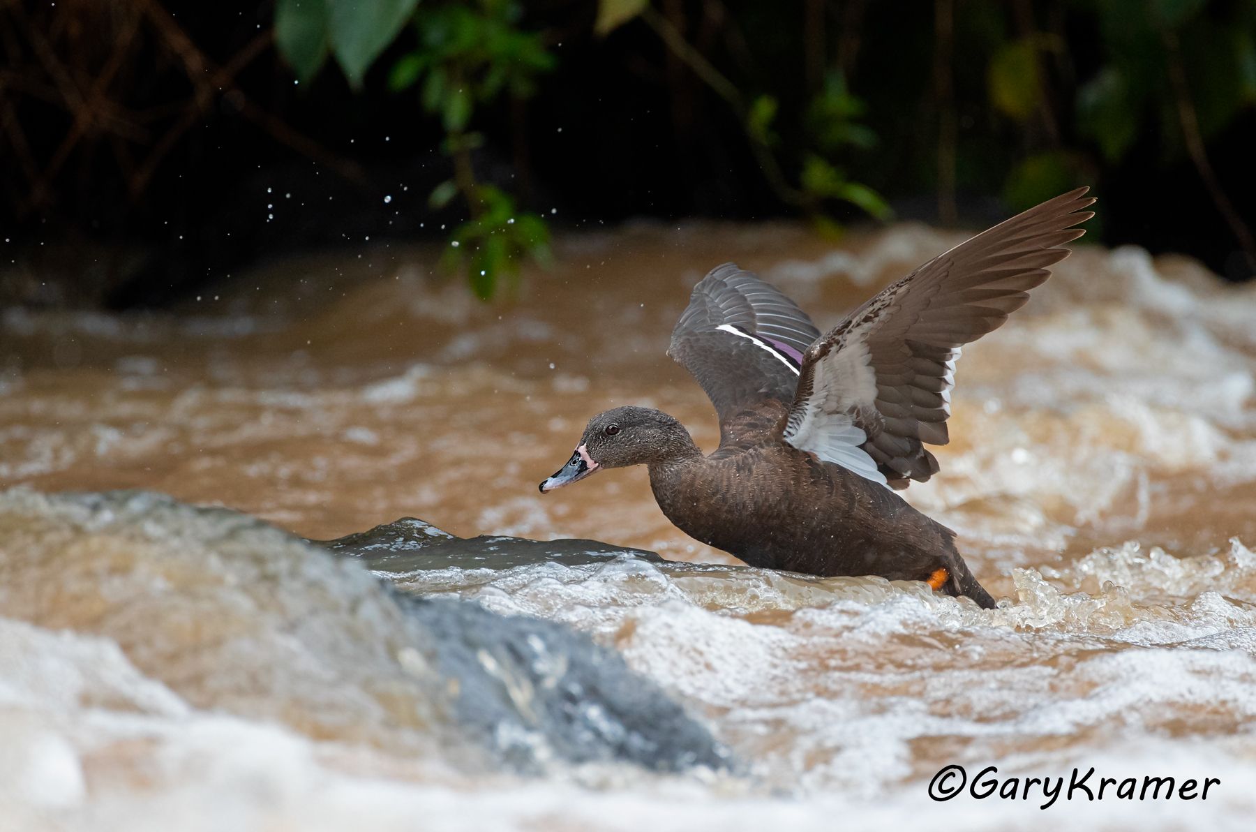 African Black Duck (Anas sparsa)  African Black Duck (Anas sparsa) - ABWB#273d (Kenya)