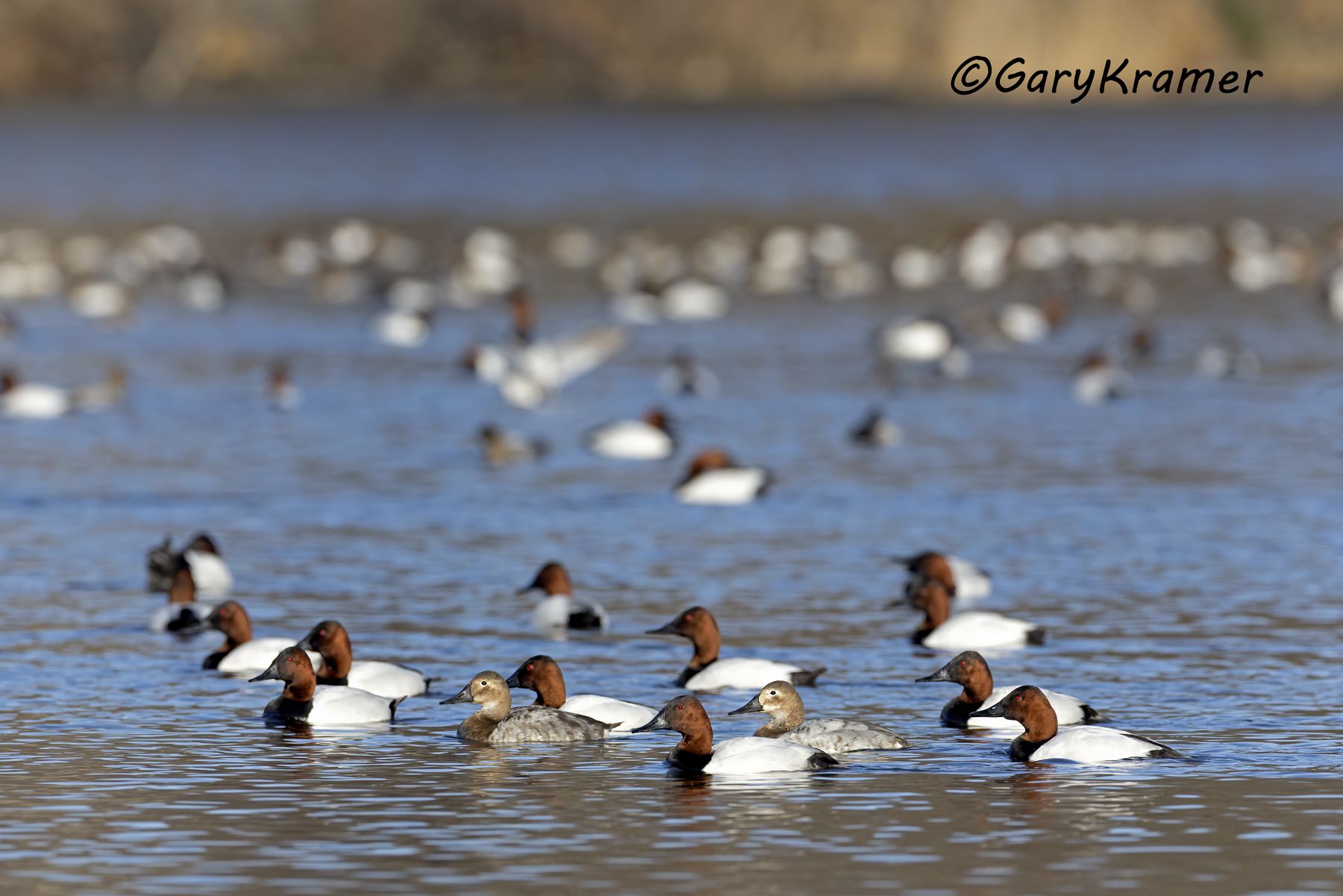 Canvasback (Aythya valisineria) - NBWC#2689d